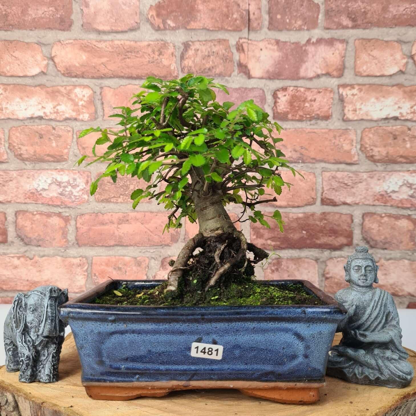 Chinese Elm (Ulmus Parvifolia) Bonsai Tree | Broom | In 20cm Pot S25870