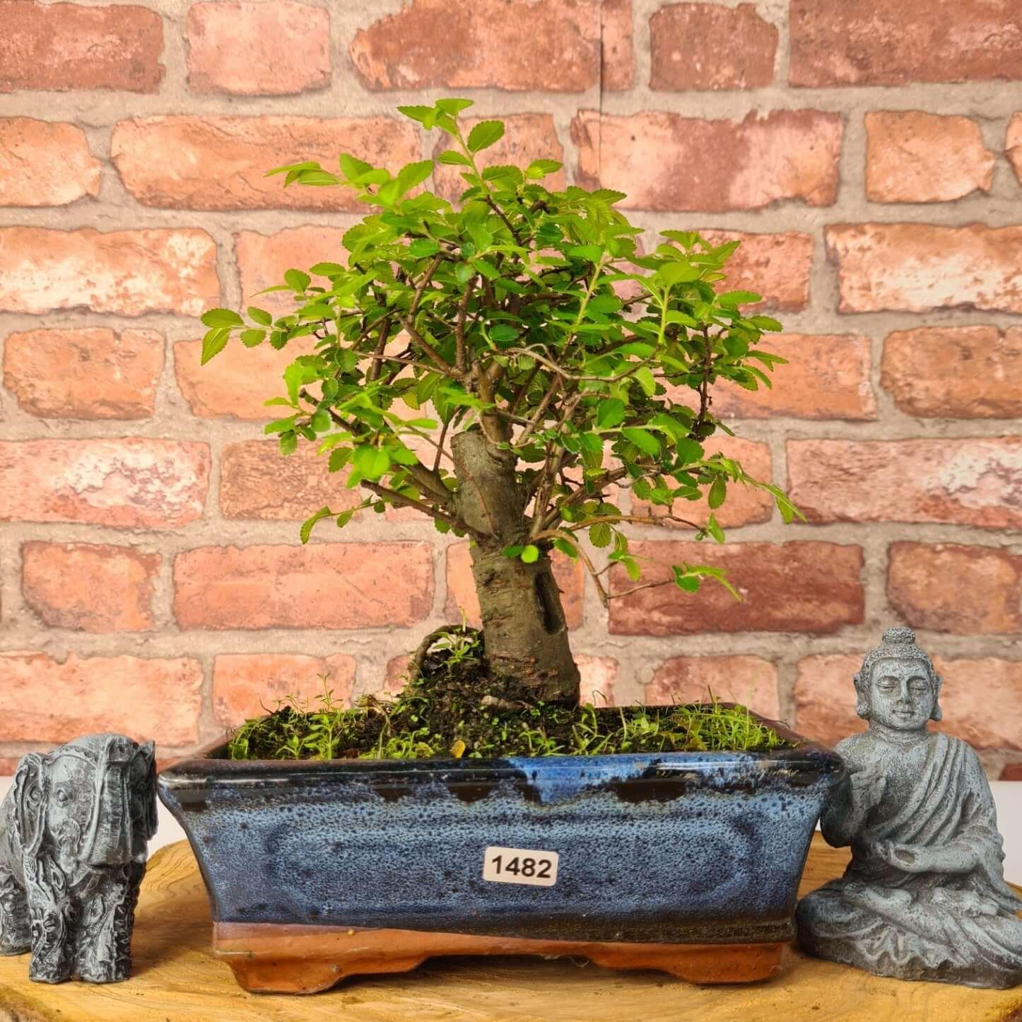 Chinese Elm (Ulmus Parvifolia) Bonsai Tree | Broom | In 20cm Pot S25870