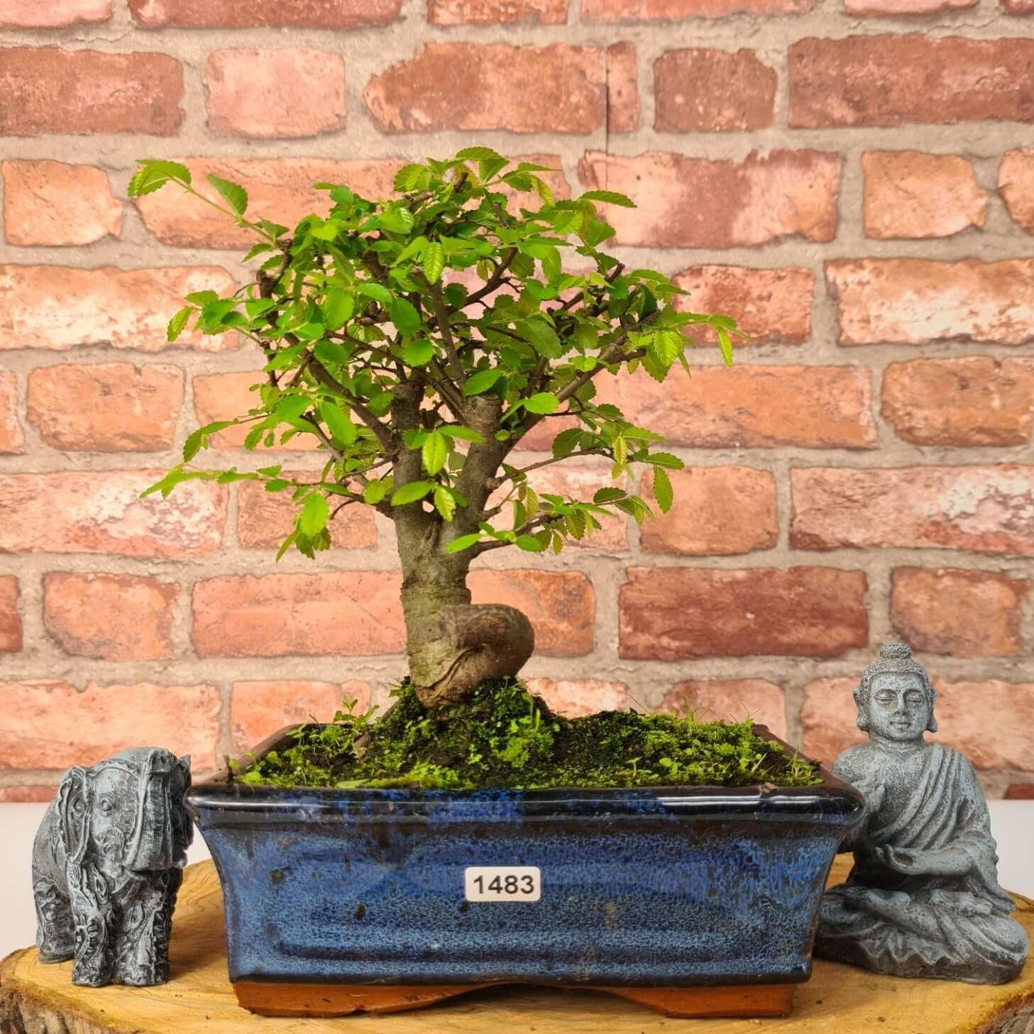 Chinese Elm (Ulmus Parvifolia) Bonsai Tree | Broom | In 20cm Pot S25870