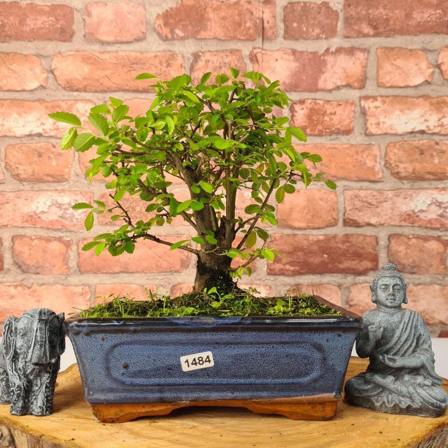 Chinese Elm (Ulmus Parvifolia) Bonsai Tree | Broom | In 20cm Pot S25870