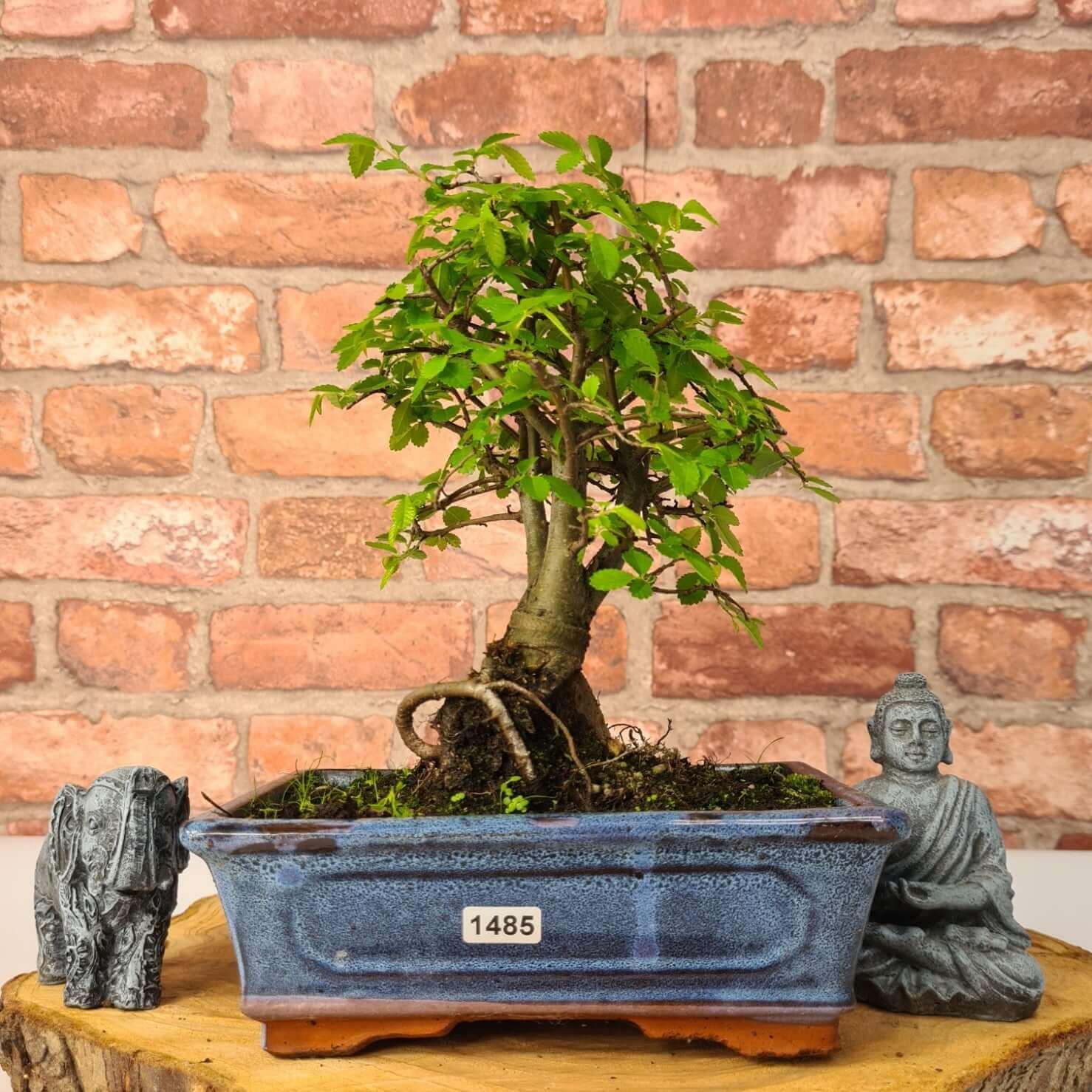 Chinese Elm (Ulmus Parvifolia) Bonsai Tree | Broom | In 20cm Pot S25870