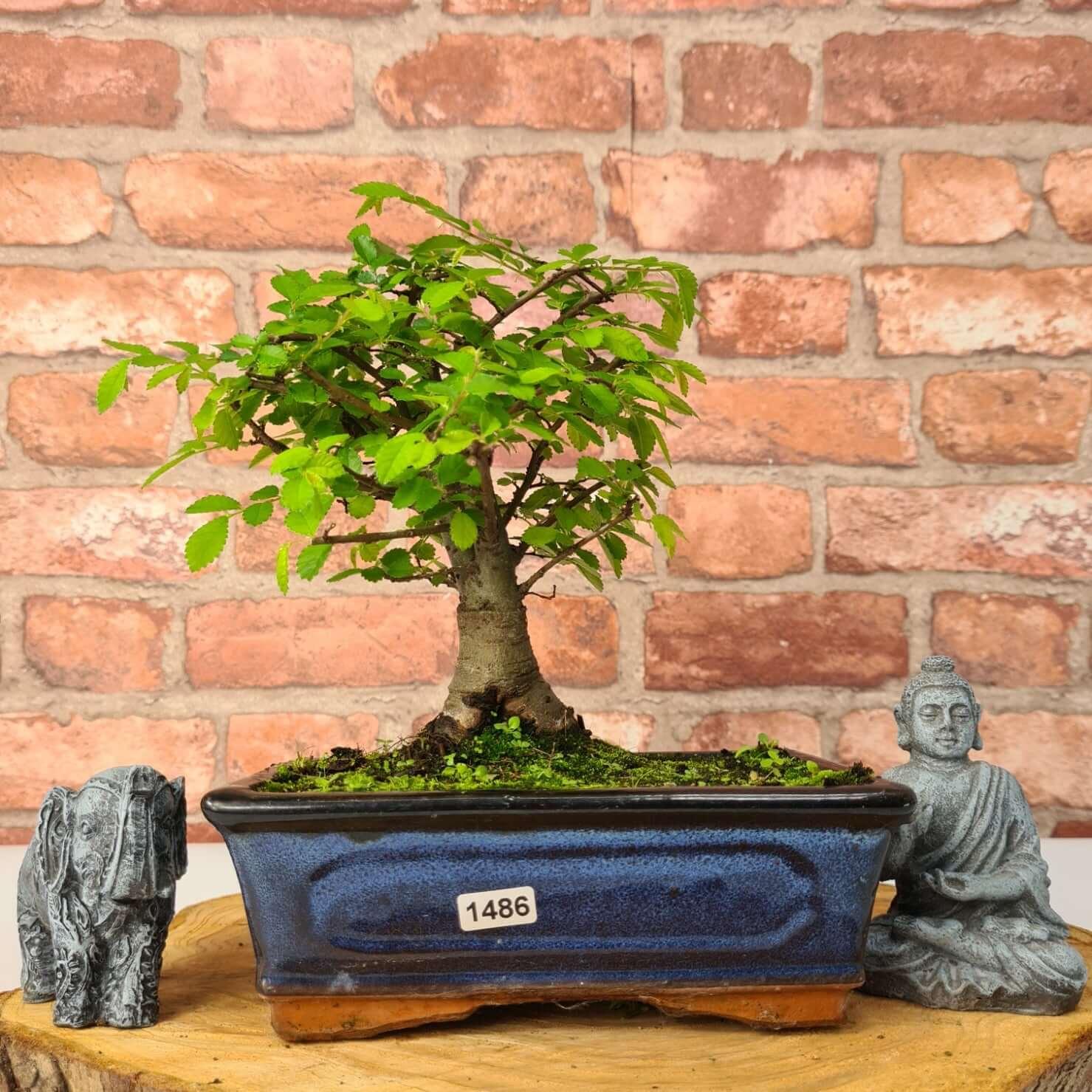 Chinese Elm (Ulmus Parvifolia) Bonsai Tree | Broom | In 20cm Pot S25870