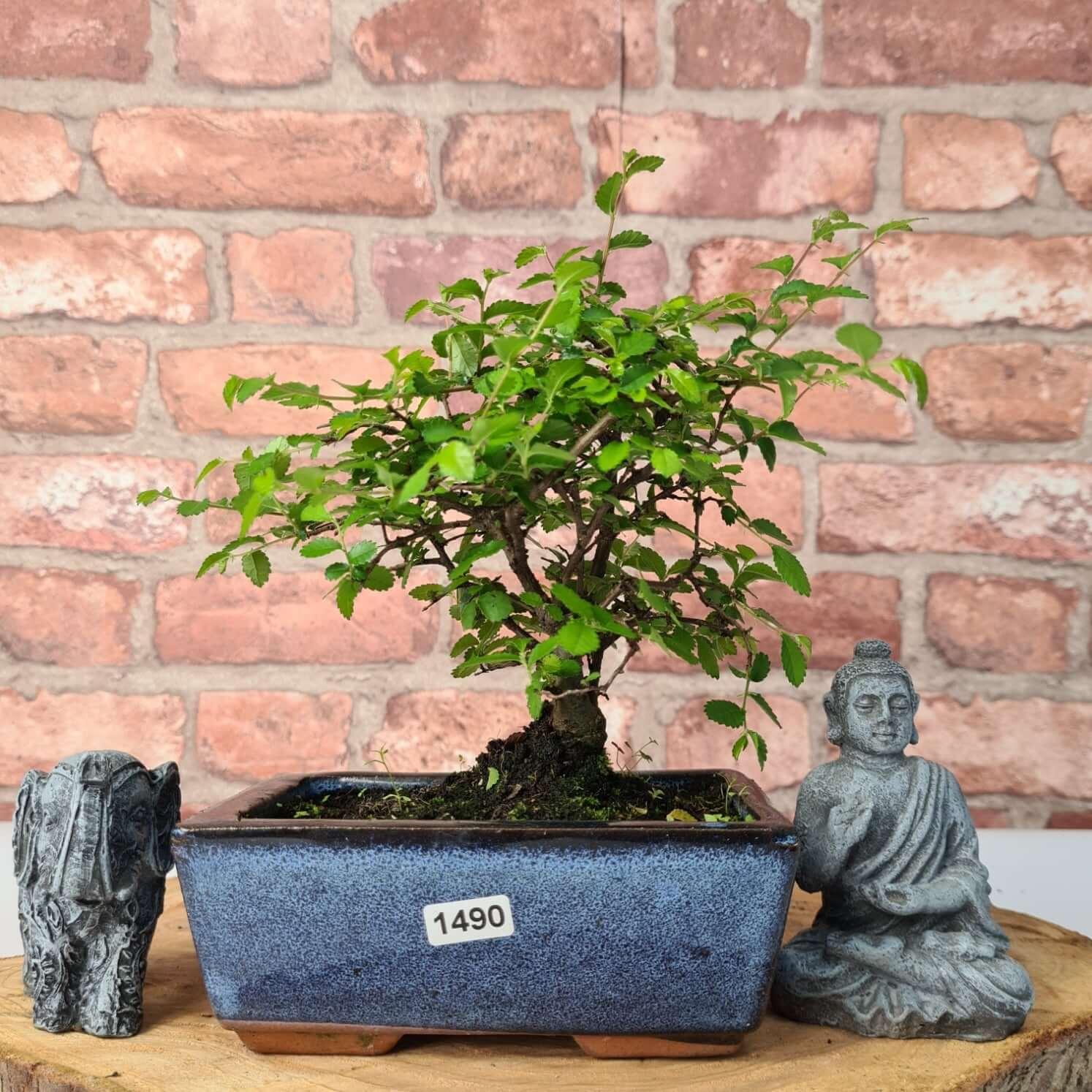 Chinese Elm (Ulmus Parvifolia) Bonsai Tree | Broom | In 15cm Pot  | S251976