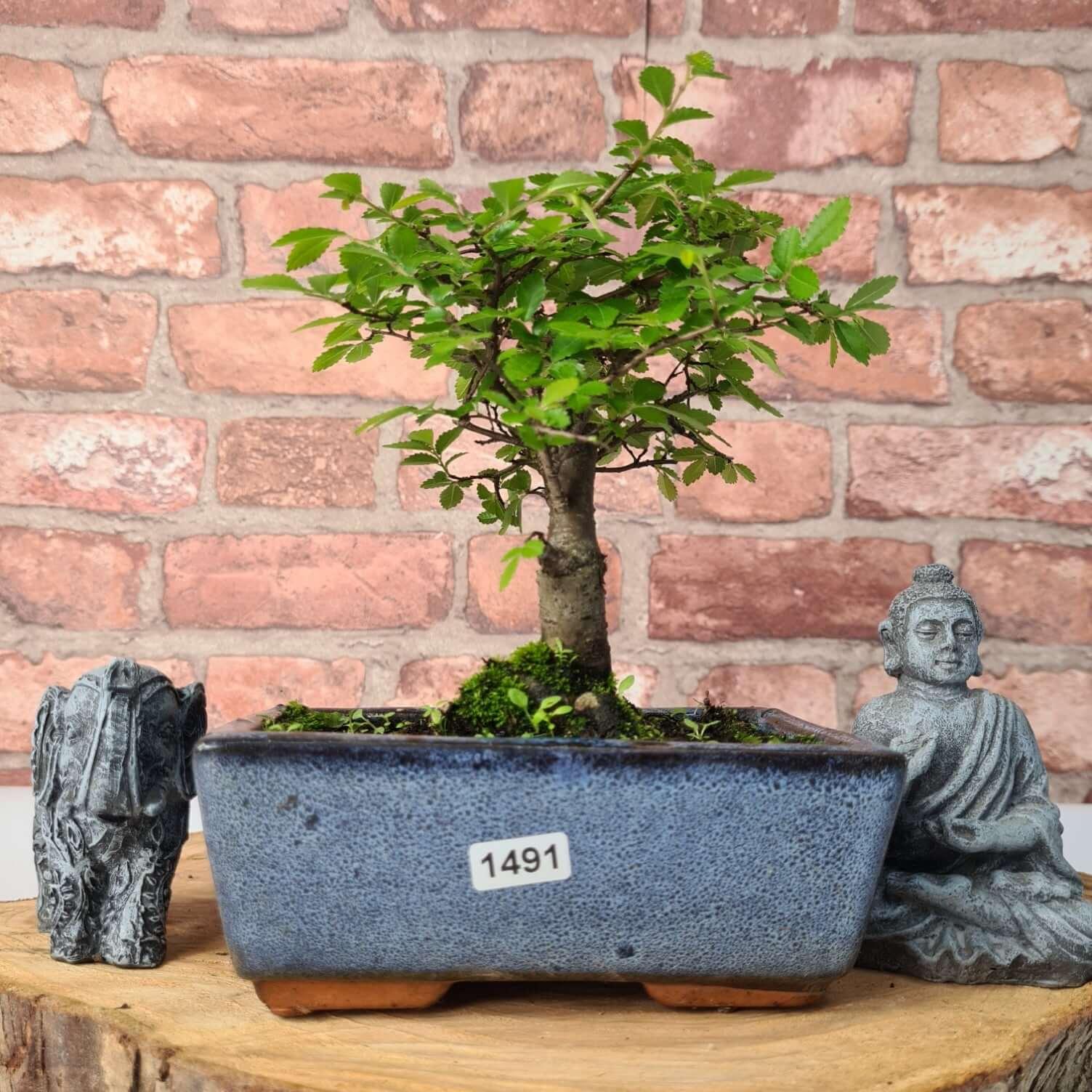 Chinese Elm (Ulmus Parvifolia) Bonsai Tree | Broom | In 15cm Pot  | S251976