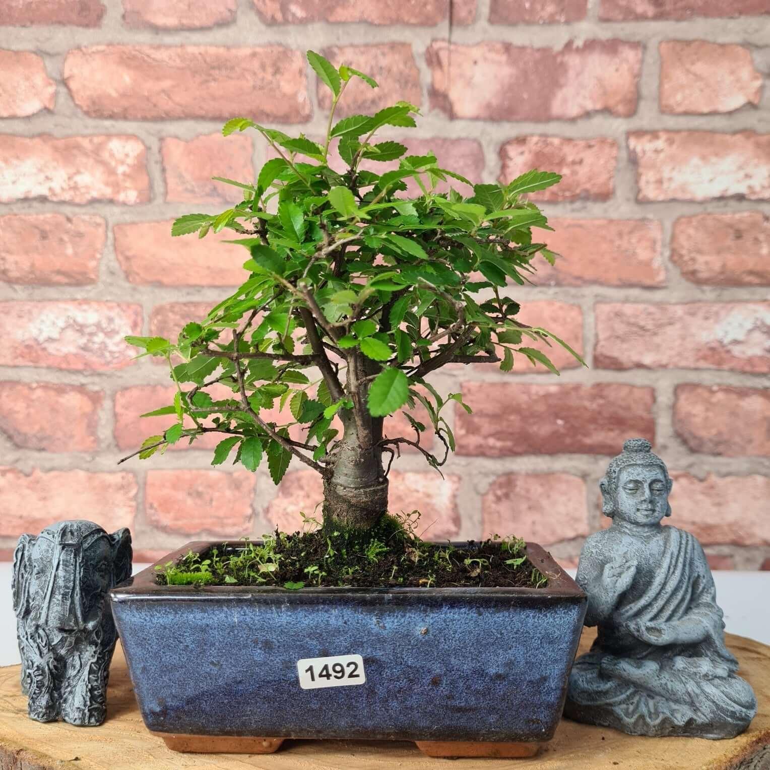 Chinese Elm (Ulmus Parvifolia) Bonsai Tree | Broom | In 15cm Pot  | S251976