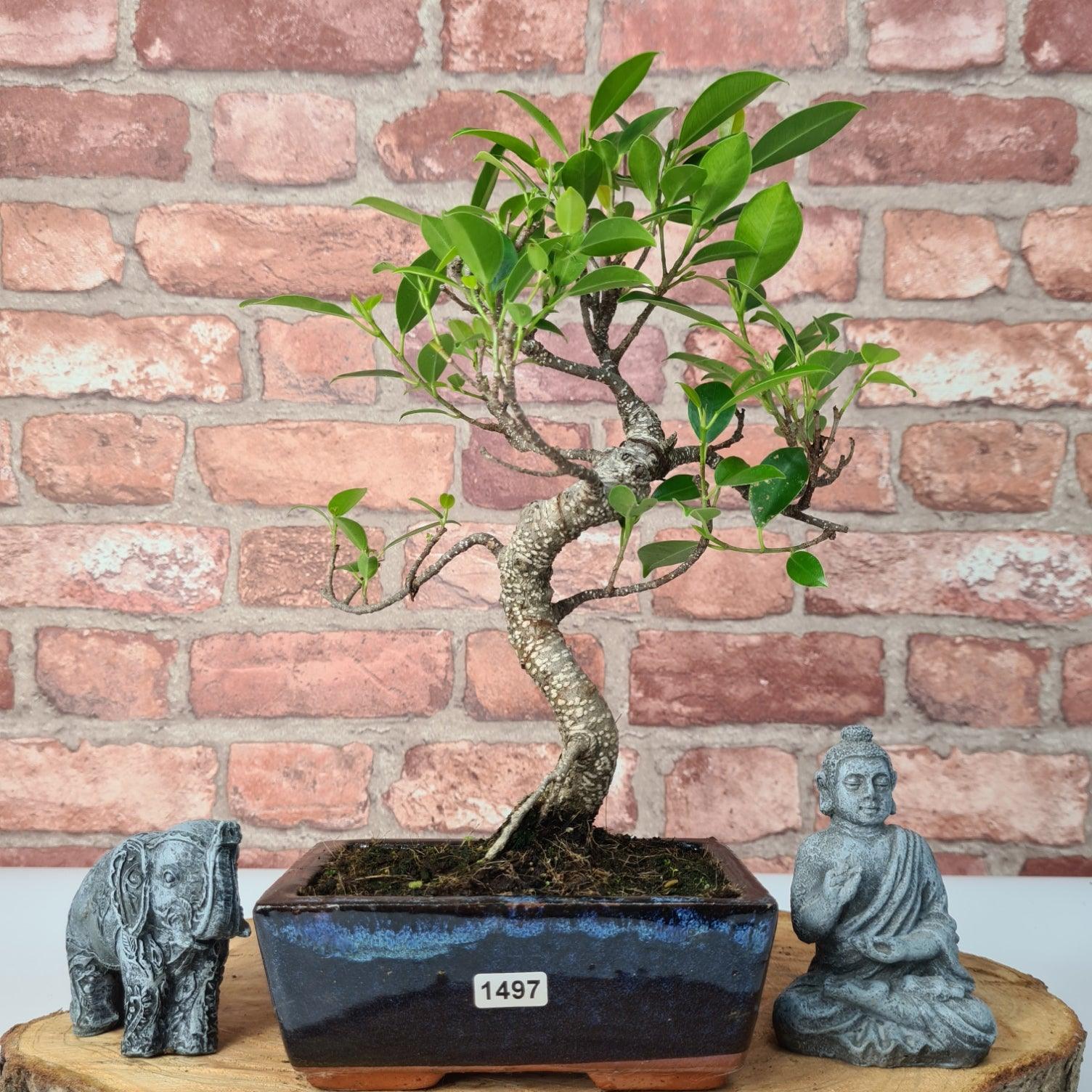 Ficus Microcarpa (Banyan Fig) Indoor Bonsai Tree | Shaped | In 15cm Pot  S25884