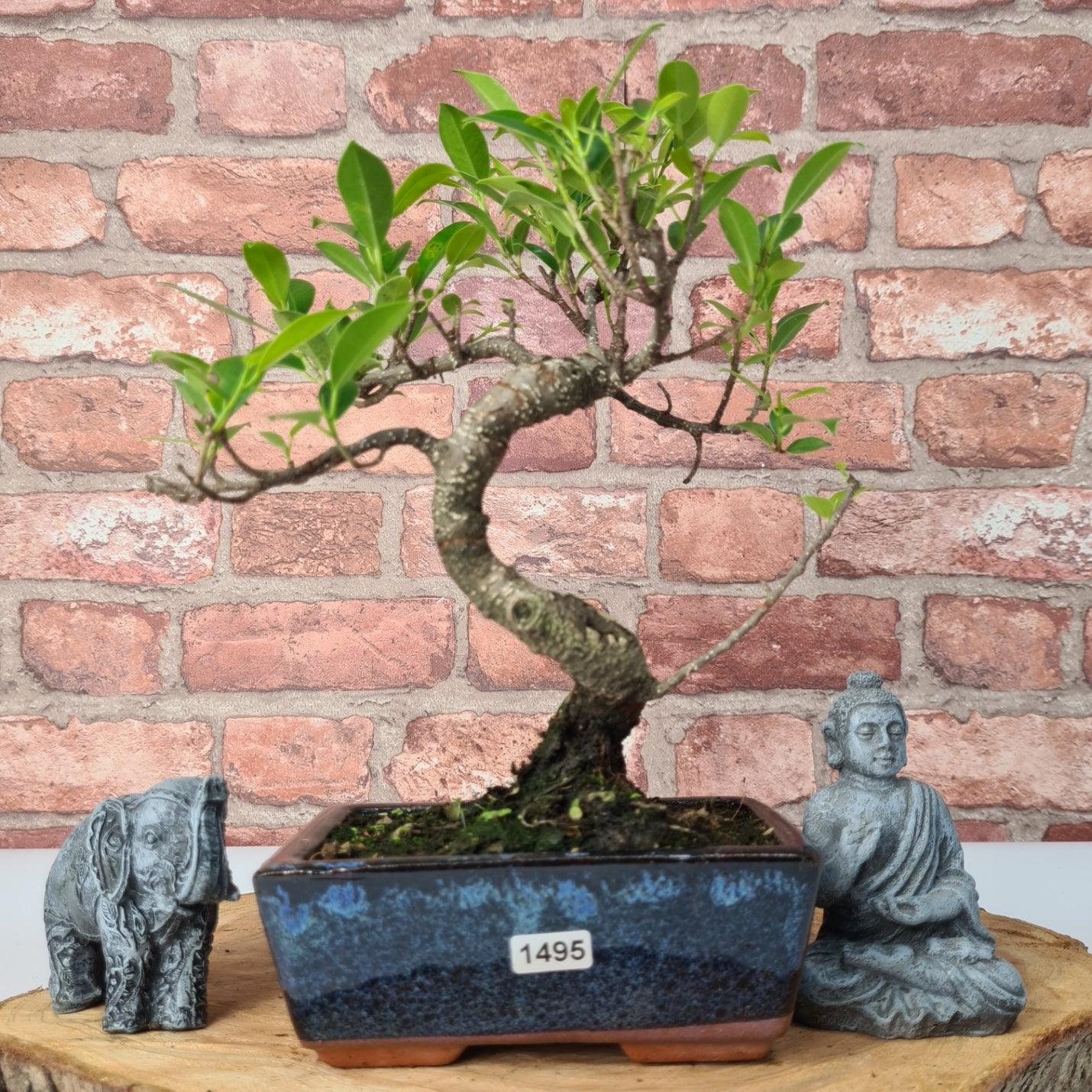 Ficus Microcarpa (Banyan Fig) Indoor Bonsai Tree | Shaped | In 15cm Pot  S25884