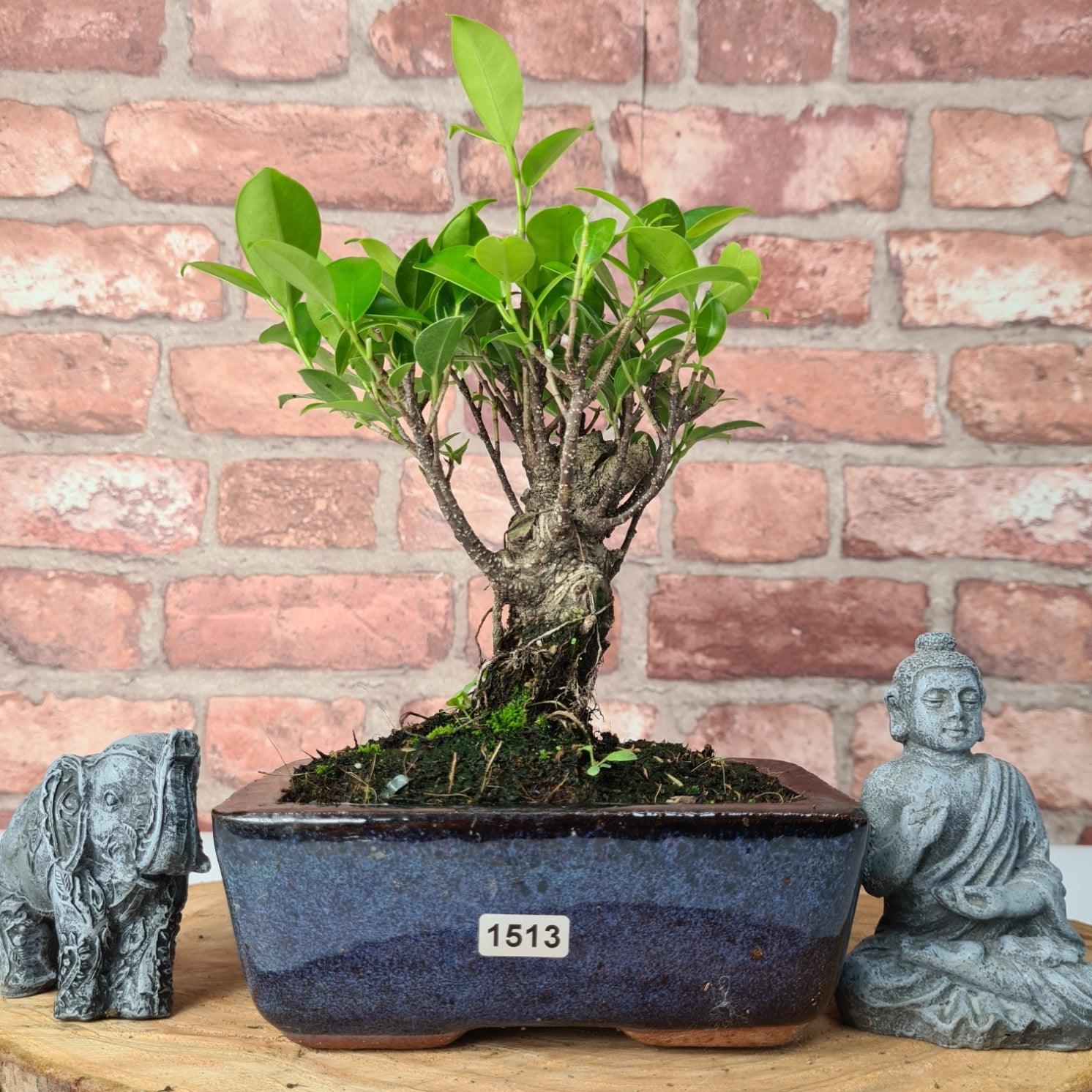 Ficus Microcarpa (Banyan Fig) Indoor Bonsai Tree | Broom | In 15cm Pot  | S251969