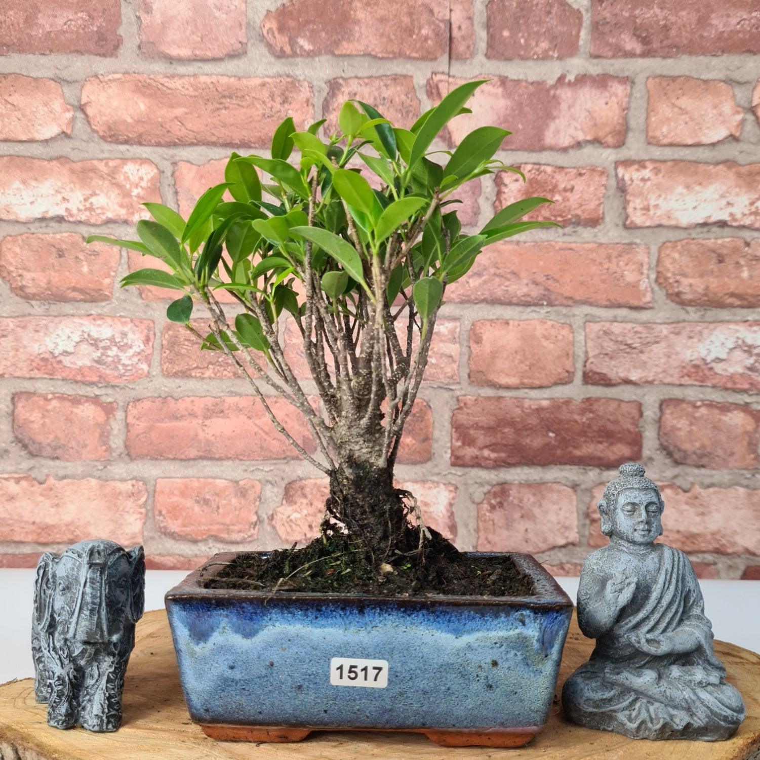 Ficus Microcarpa (Banyan Fig) Indoor Bonsai Tree | Broom | In 15cm Pot  | S251969