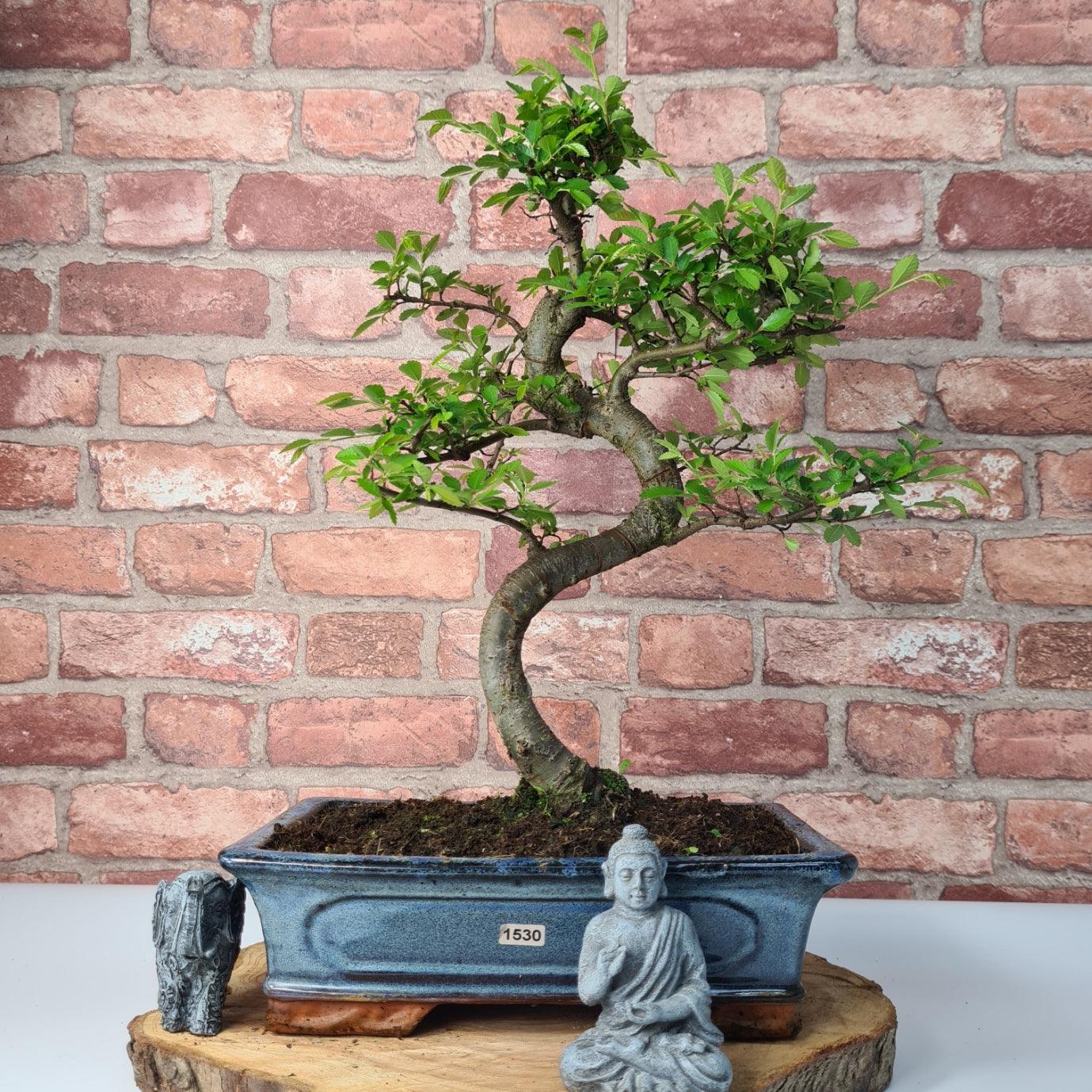 Chinese Elm (Ulmus Parvifolia) Bonsai Tree | Shaped | In 30cm Pot  | S251972