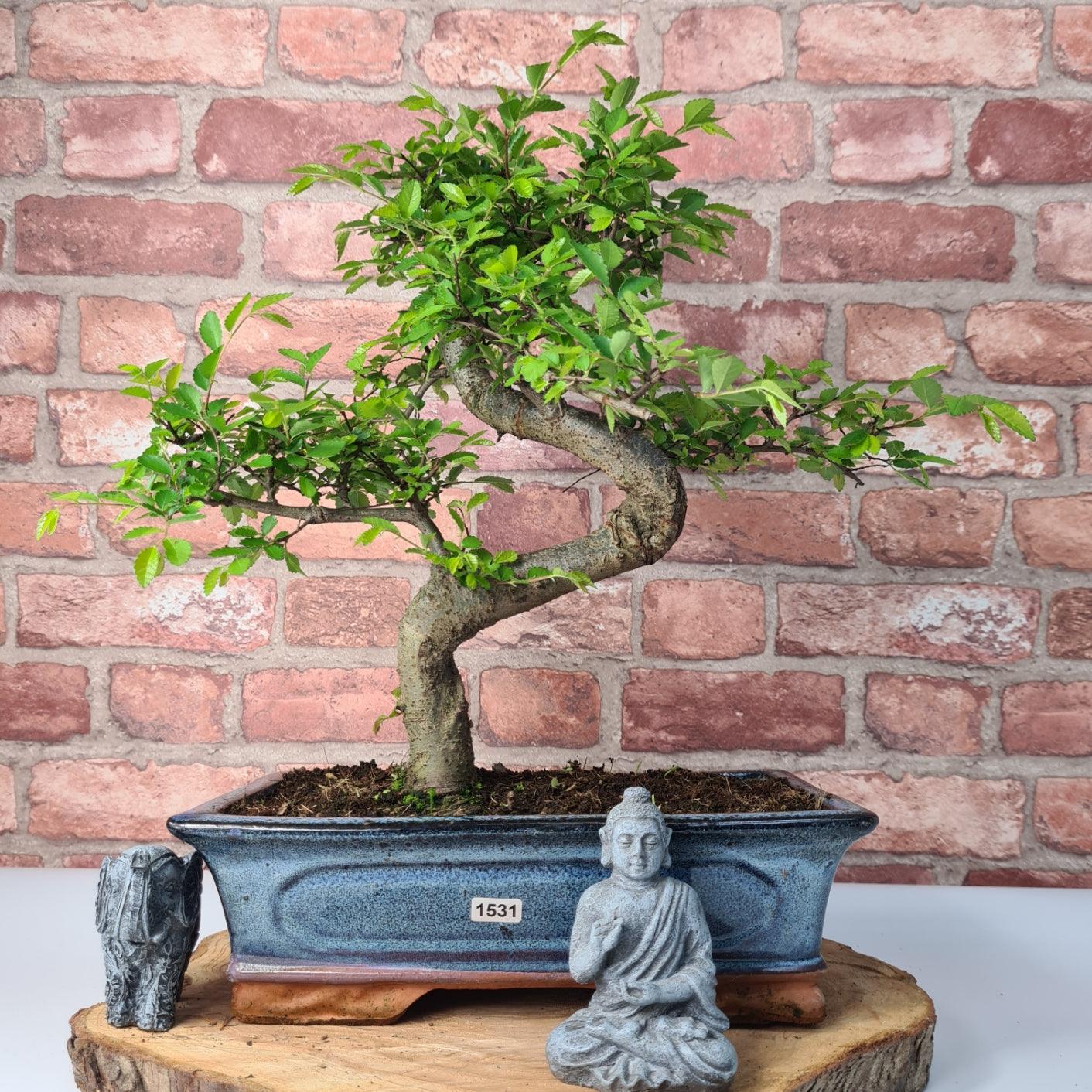 Chinese Elm (Ulmus Parvifolia) Bonsai Tree | Shaped | In 30cm Pot  | S251972