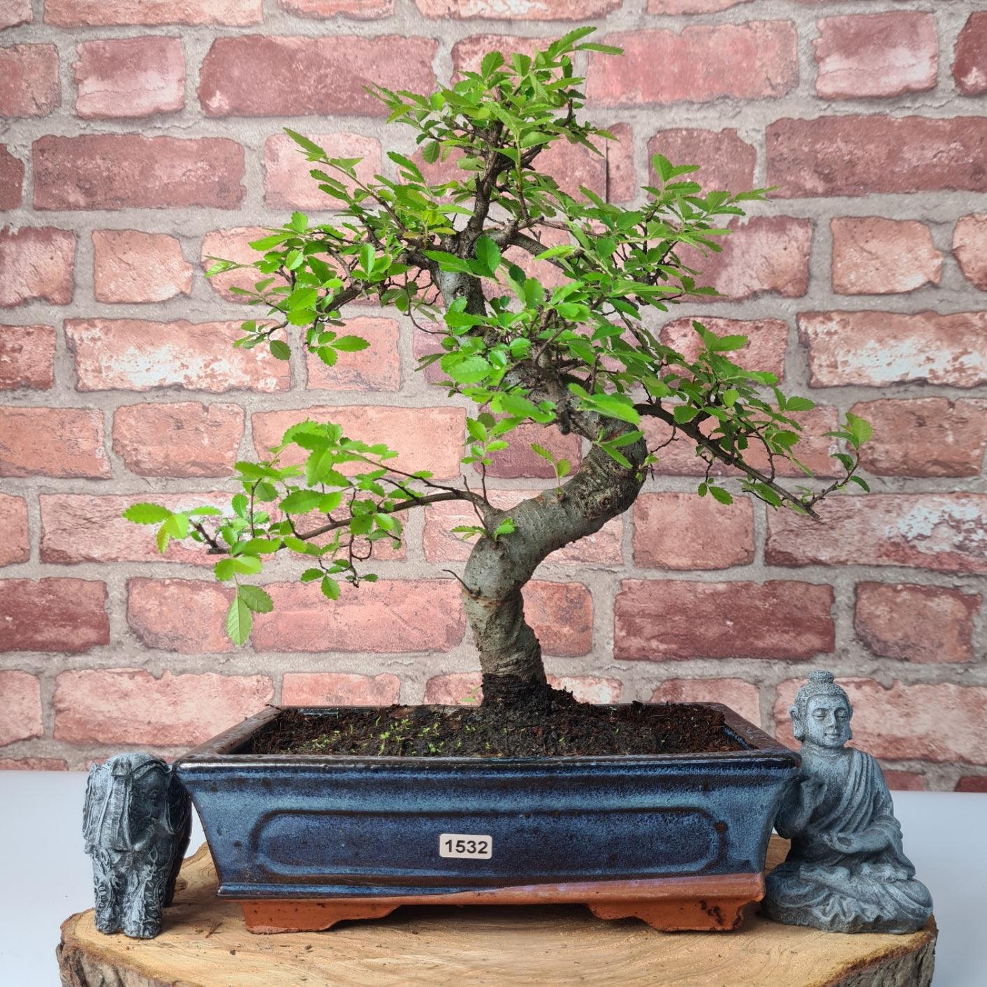 Chinese Elm (Ulmus Parvifolia) Bonsai Tree | Shaped | In 25cm Pot  | S251971
