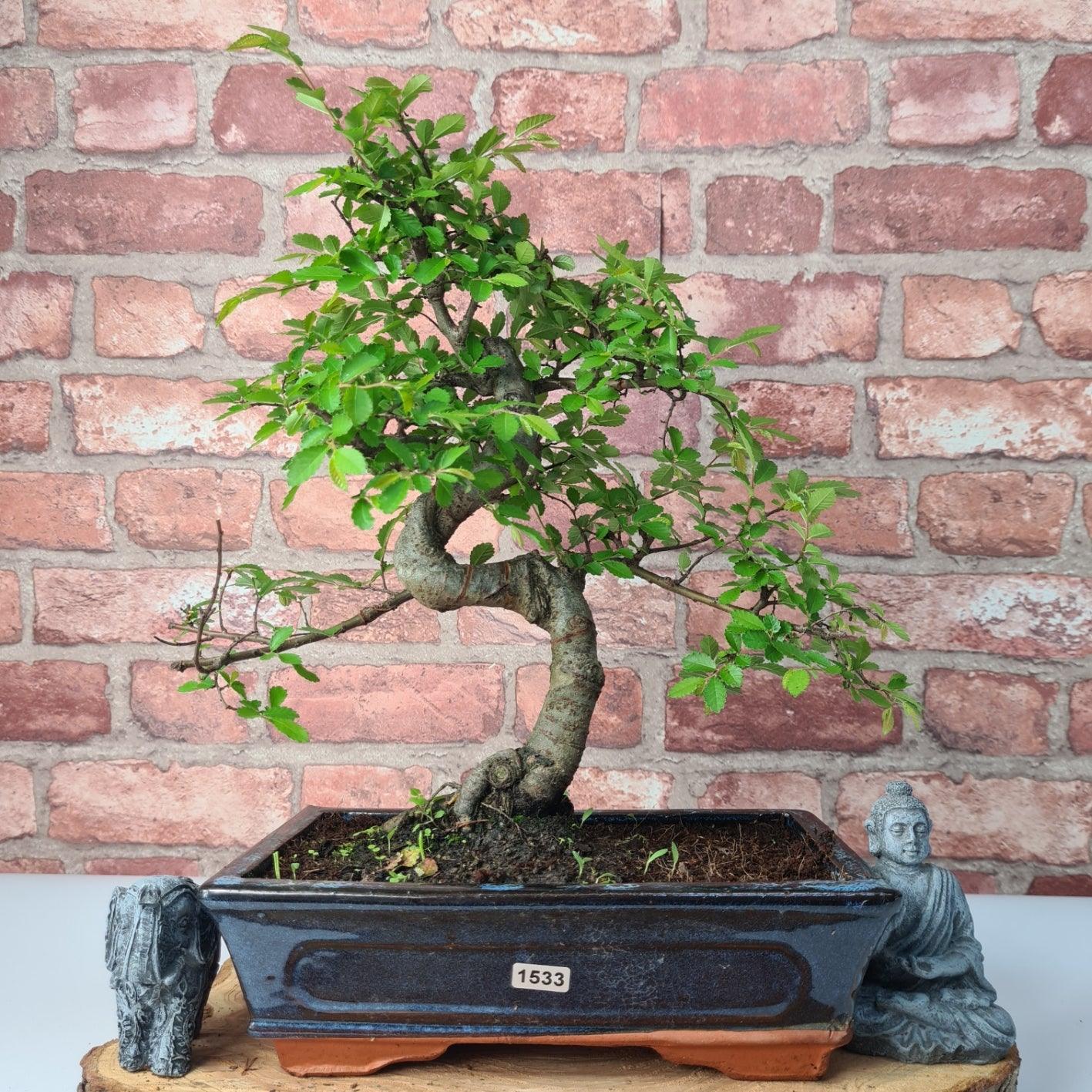 Chinese Elm (Ulmus Parvifolia) Bonsai Tree | Shaped | In 25cm Pot  | S251971