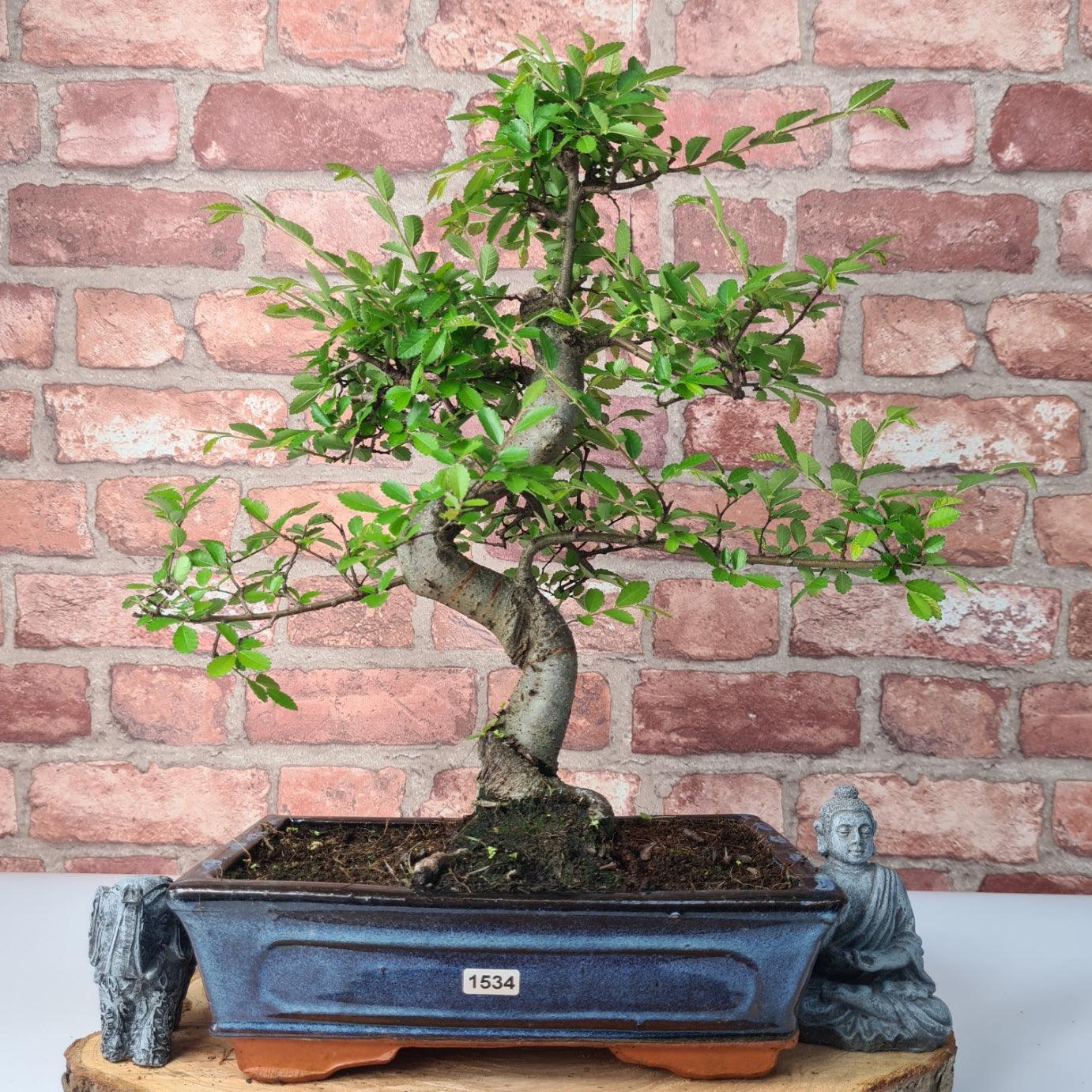 Chinese Elm (Ulmus Parvifolia) Bonsai Tree | Shaped | In 25cm Pot  | S251971
