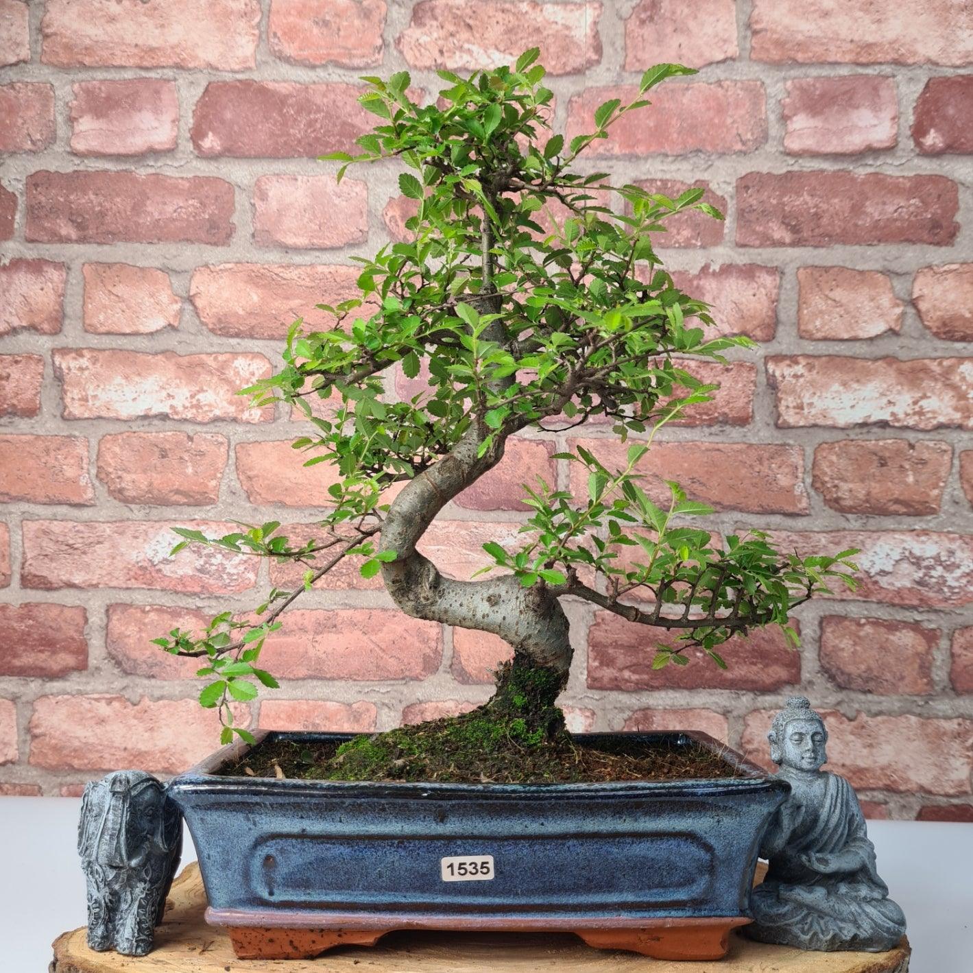 Chinese Elm (Ulmus Parvifolia) Bonsai Tree | Shaped | In 25cm Pot  | S251971