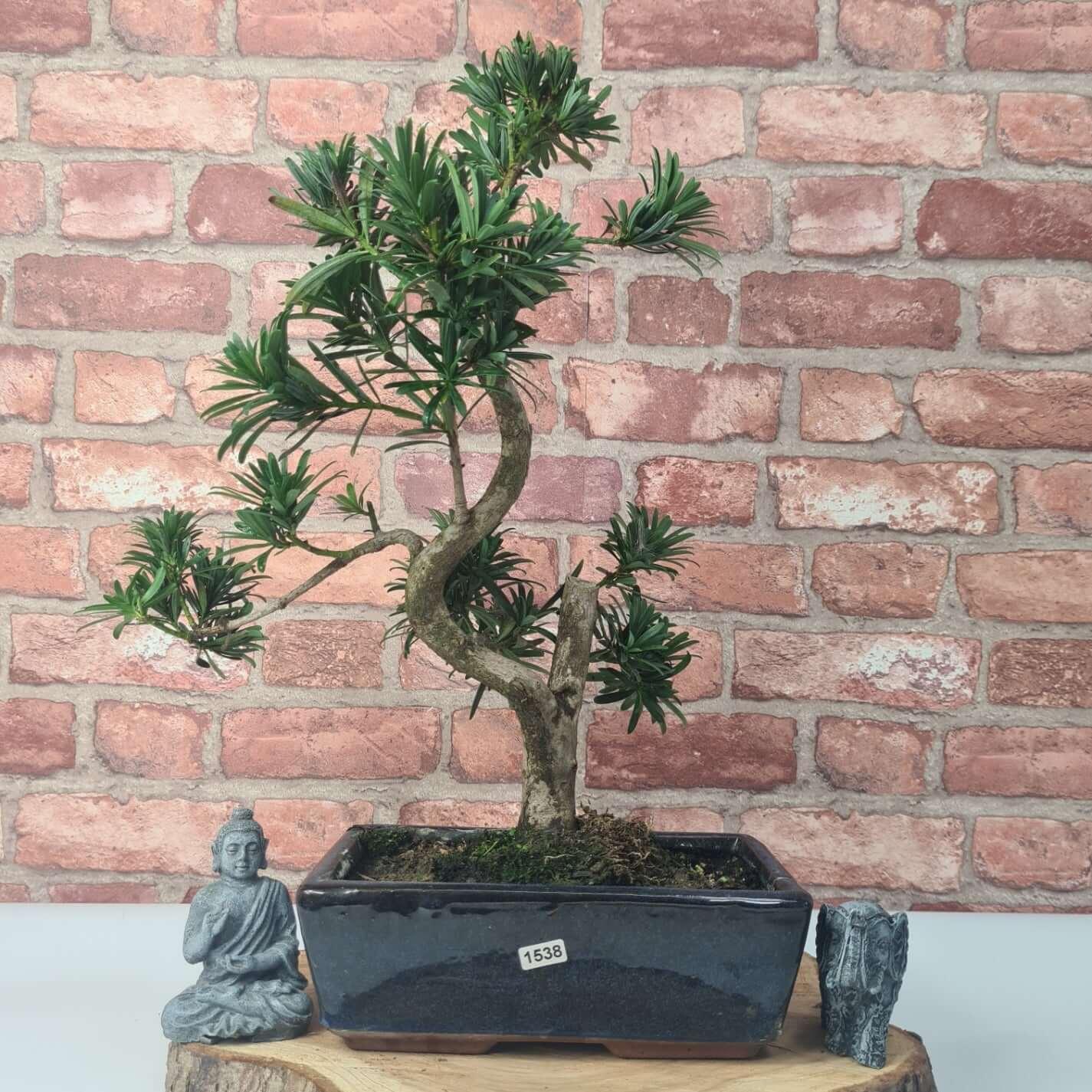 Buddhist Pine (Podocarpus Micro) Bonsai Tree | Shaped | In 25cm Pot  | S251973