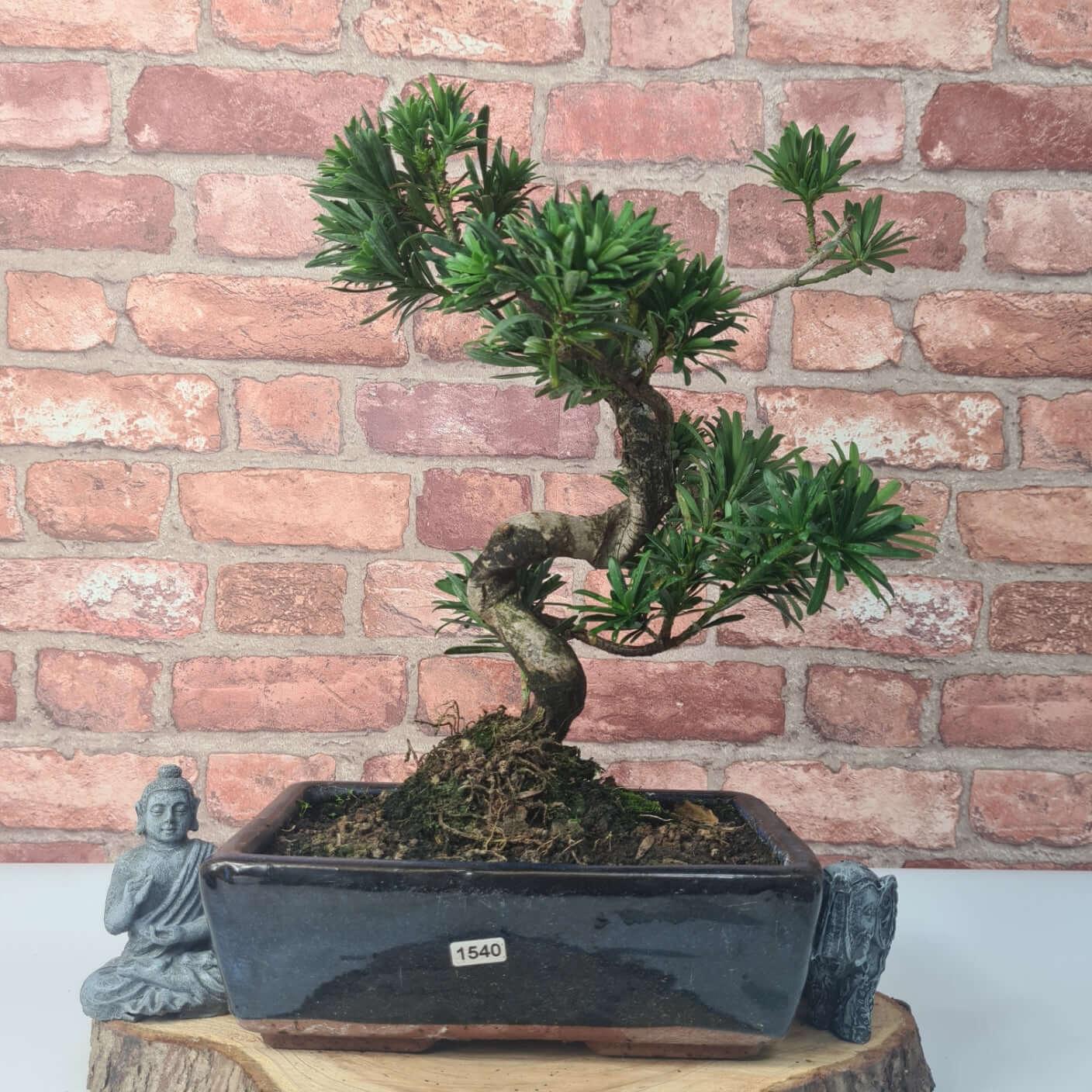 Buddhist Pine (Podocarpus Micro) Bonsai Tree | Shaped | In 25cm Pot  | S251973