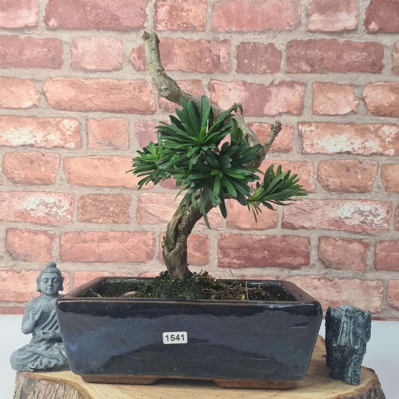 Buddhist Pine (Podocarpus Micro) Bonsai Tree | Shaped | In 25cm Pot  | S251973