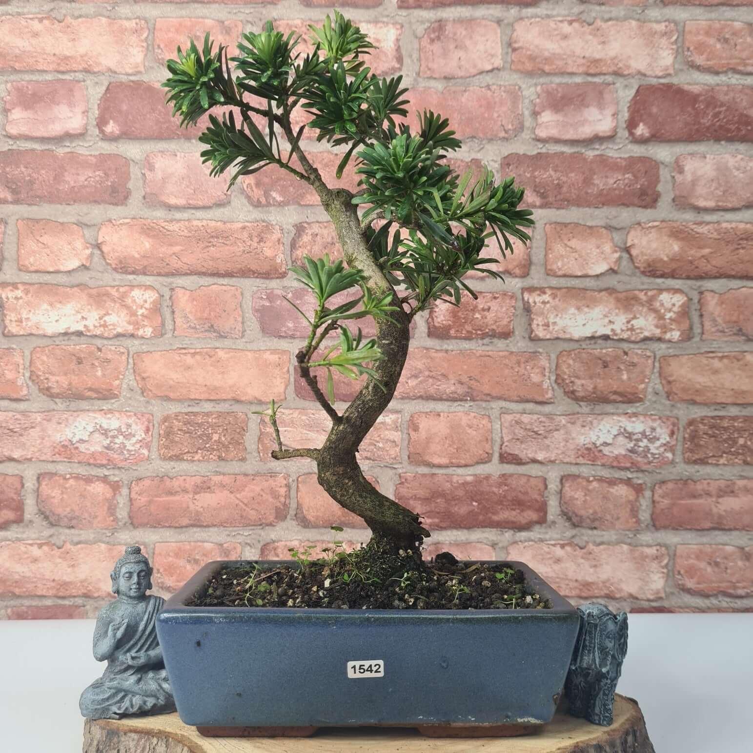 Buddhist Pine (Podocarpus Micro) Bonsai Tree | Shaped | In 30cm Pot  | S251974