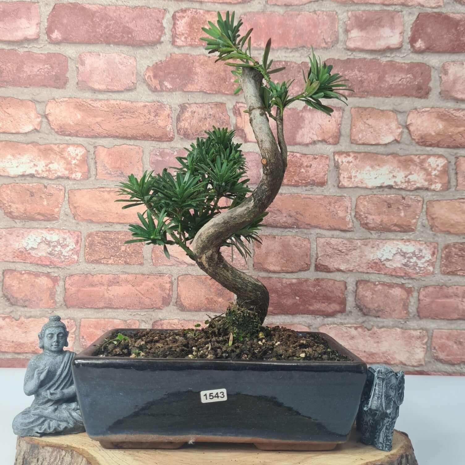 Buddhist Pine (Podocarpus Micro) Bonsai Tree | Shaped | In 30cm Pot  | S251974