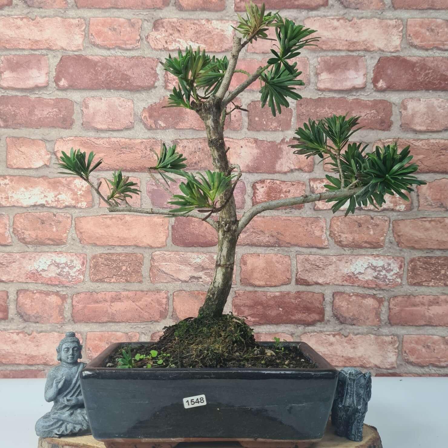 Buddhist Pine (Podocarpus Micro) Bonsai Tree | Shaped | In 30cm Pot  | S251974