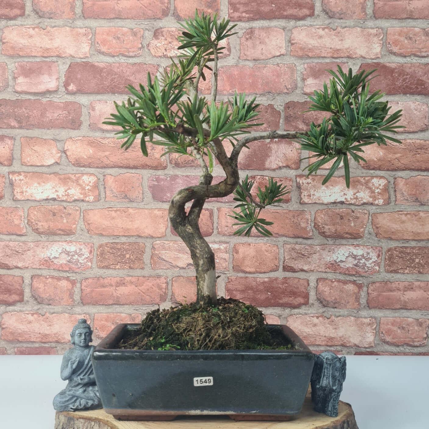 Buddhist Pine (Podocarpus Micro) Bonsai Tree | Shaped | In 25cm Pot  | S251973