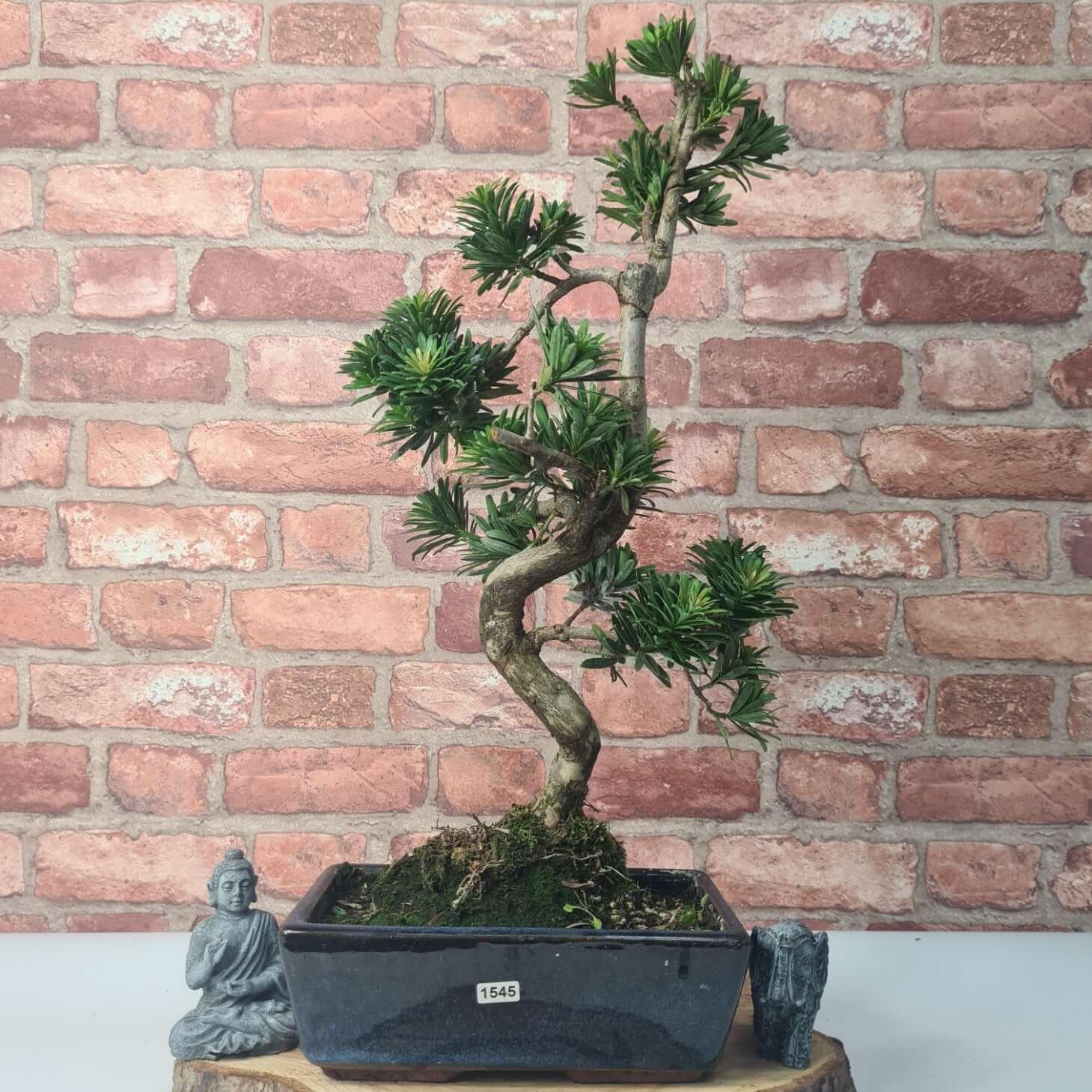 Buddhist Pine (Podocarpus Micro) Bonsai Tree | Shaped | In 25cm Pot  | S251973
