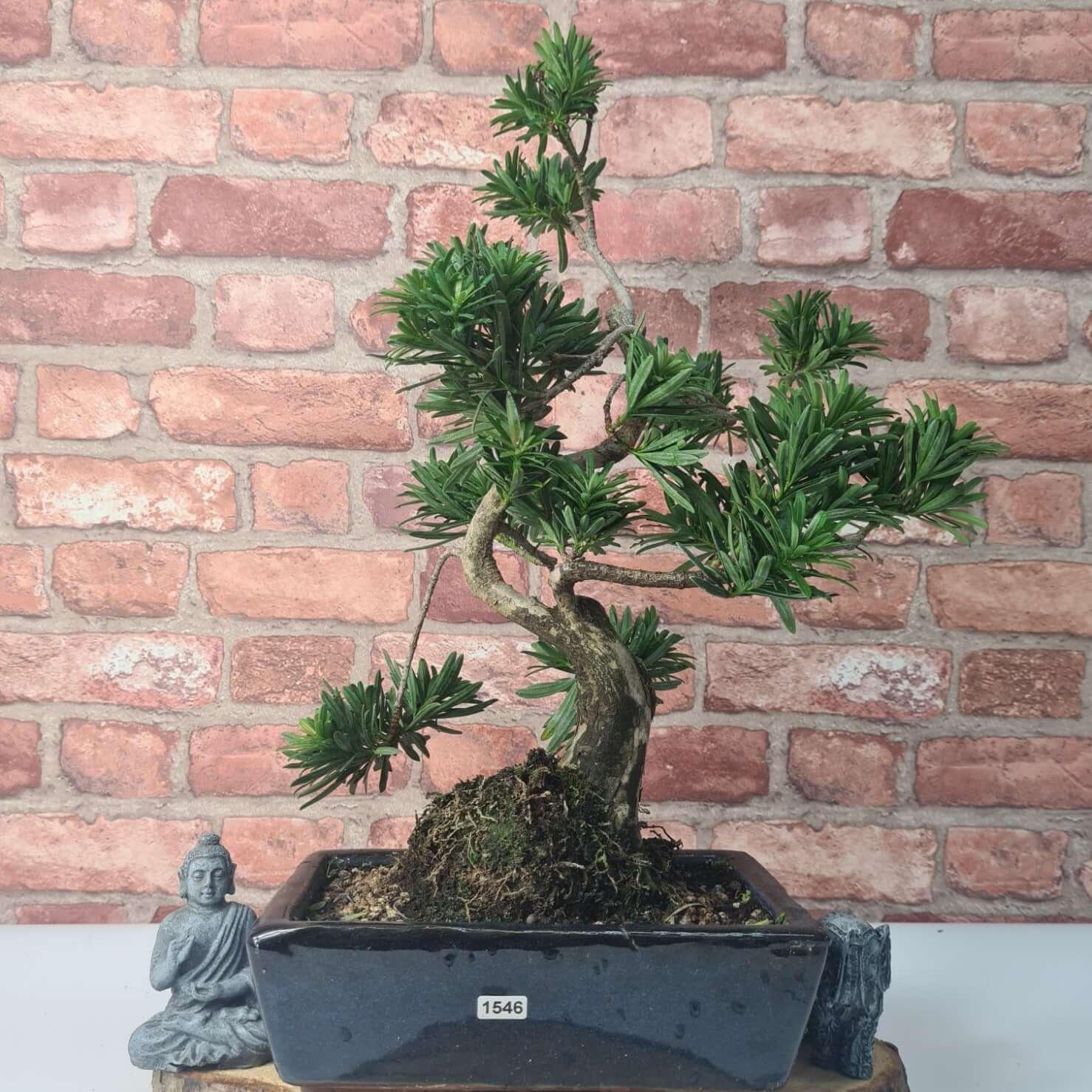 Buddhist Pine (Podocarpus Micro) Bonsai Tree | Shaped | In 25cm Pot  | S251973