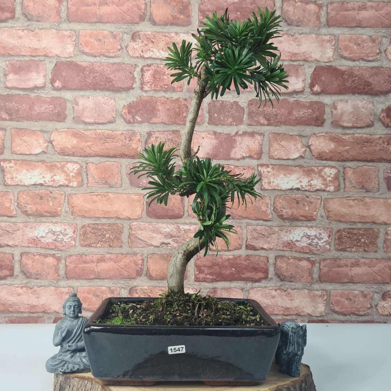 Buddhist Pine (Podocarpus Micro) Bonsai Tree | Shaped | In 30cm Pot  | S251974