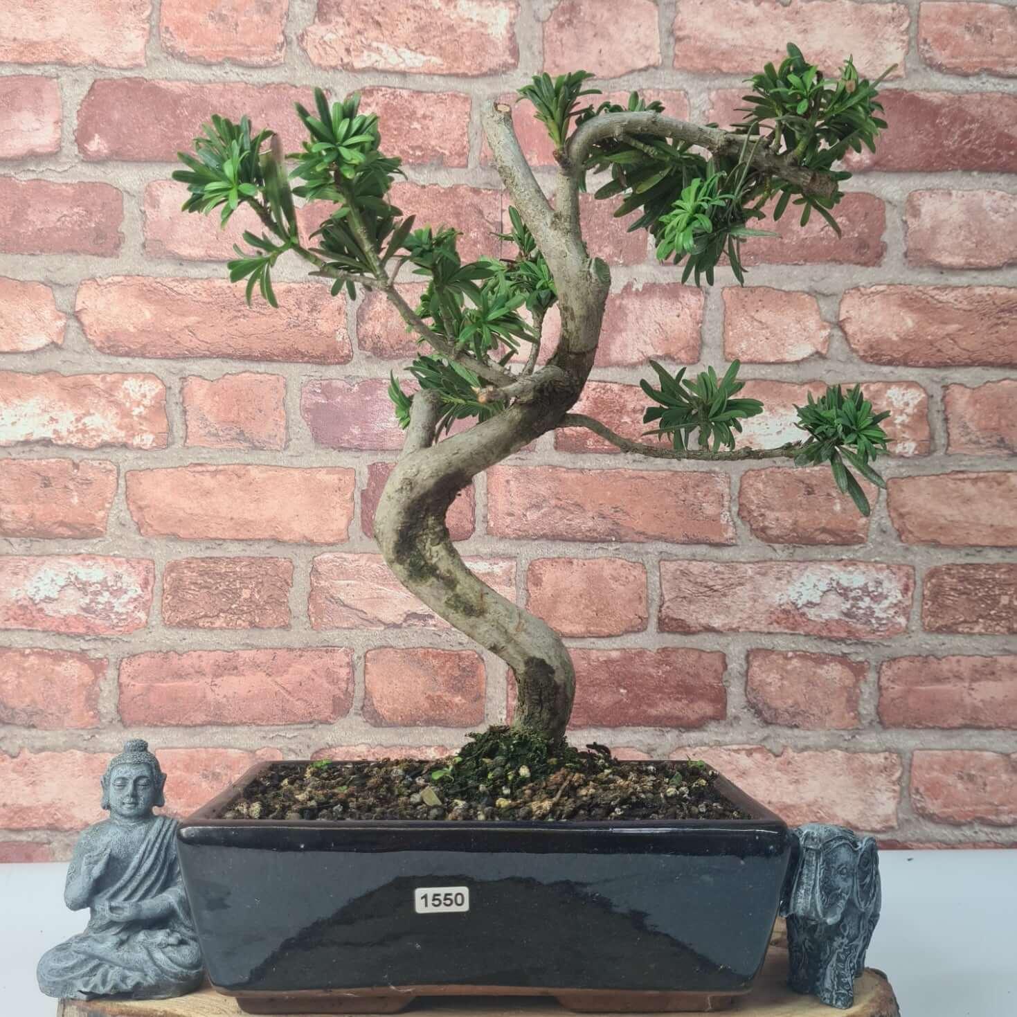 Buddhist Pine (Podocarpus Micro) Bonsai Tree | Shaped | In 30cm Pot  | S251974