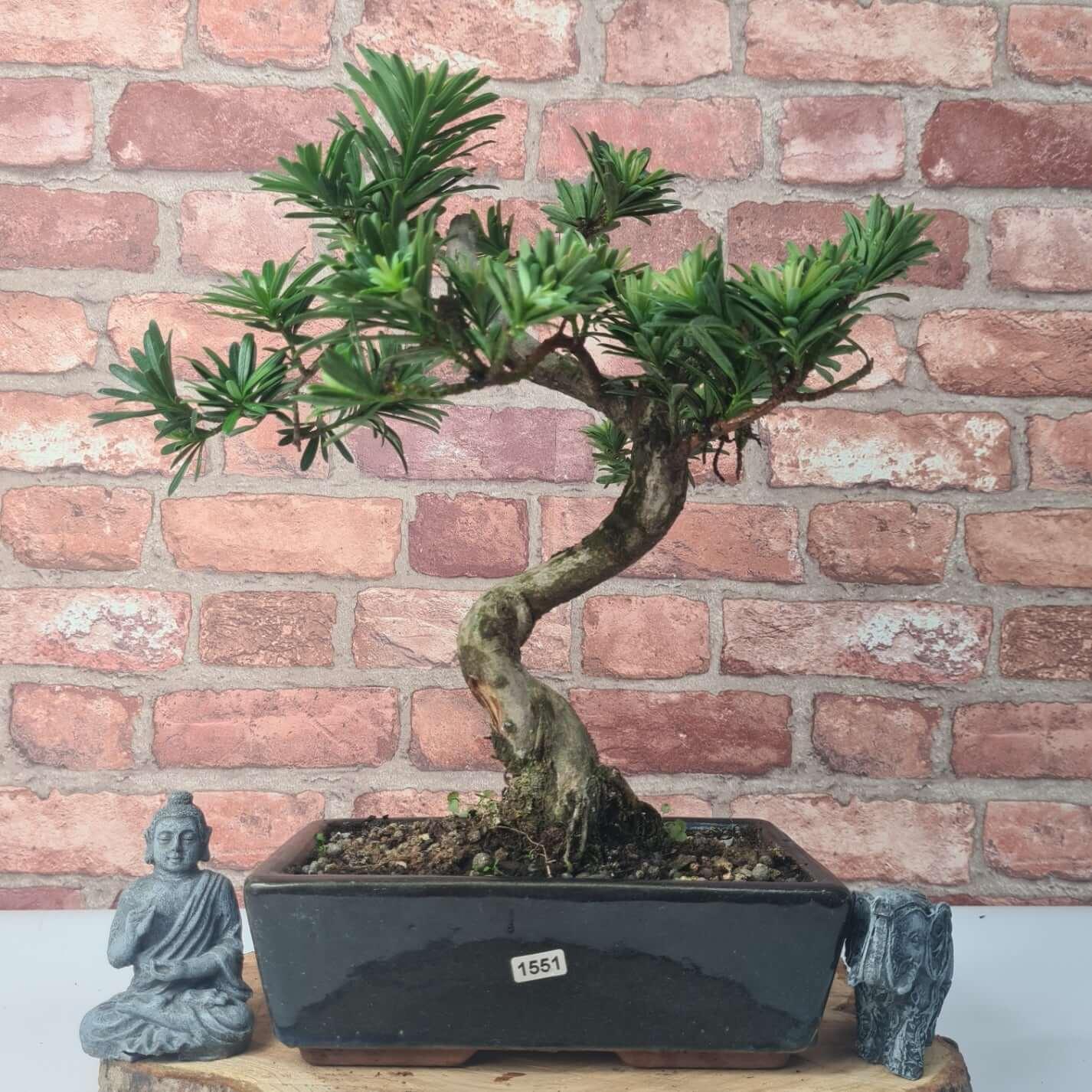 Buddhist Pine (Podocarpus Micro) Bonsai Tree | Shaped | In 30cm Pot  | S251974