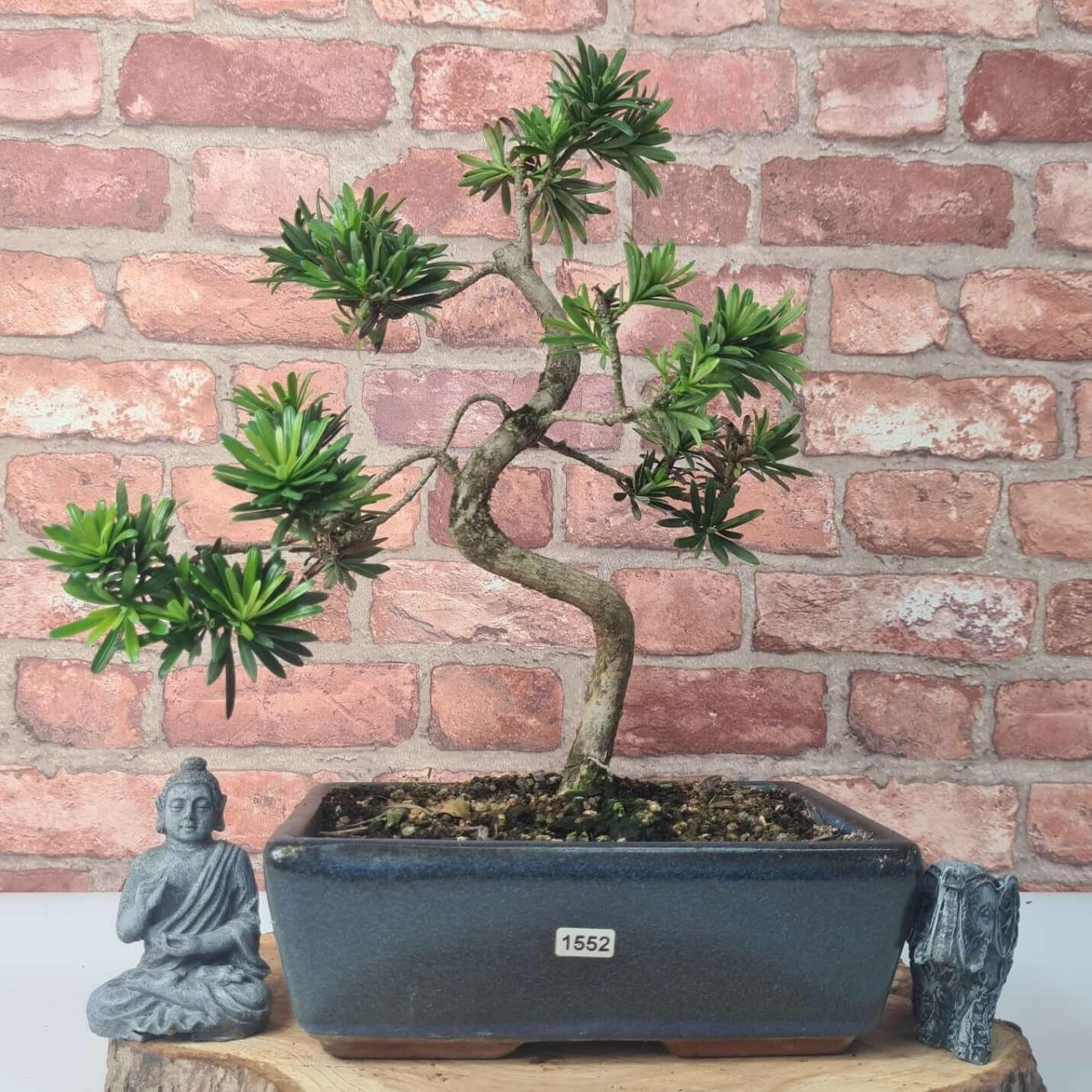 Buddhist Pine (Podocarpus Micro) Bonsai Tree | Shaped | In 30cm Pot  | S251974