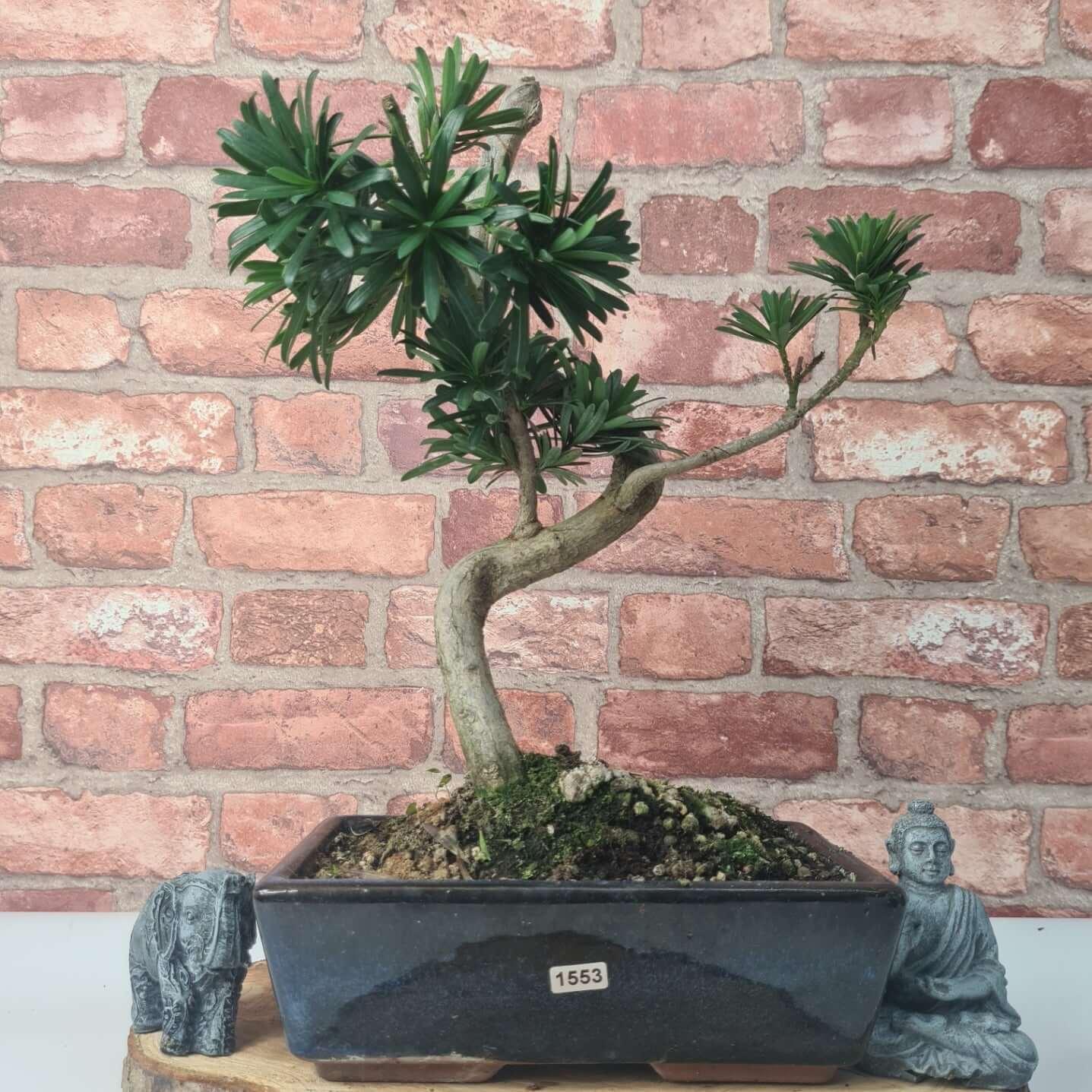 Buddhist Pine (Podocarpus Micro) Bonsai Tree | Shaped | In 25cm Pot  | S251973