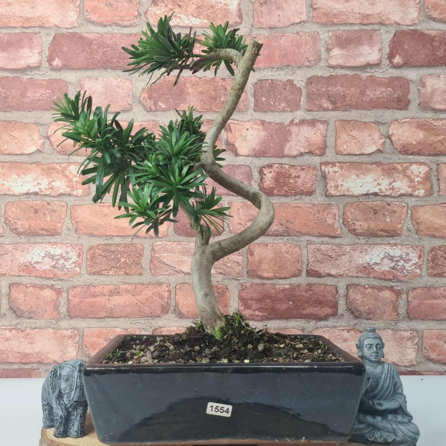 Buddhist Pine (Podocarpus Micro) Bonsai Tree | Shaped | In 25cm Pot  | S251973