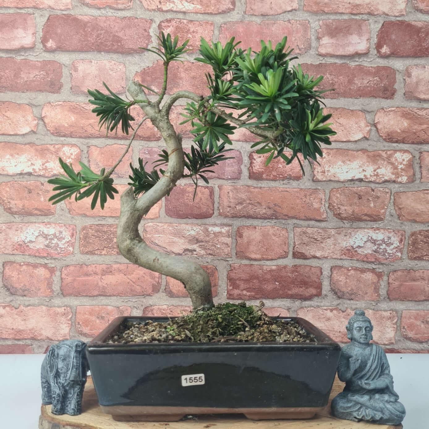 Buddhist Pine (Podocarpus Micro) Bonsai Tree | Shaped | In 30cm Pot  | S251974