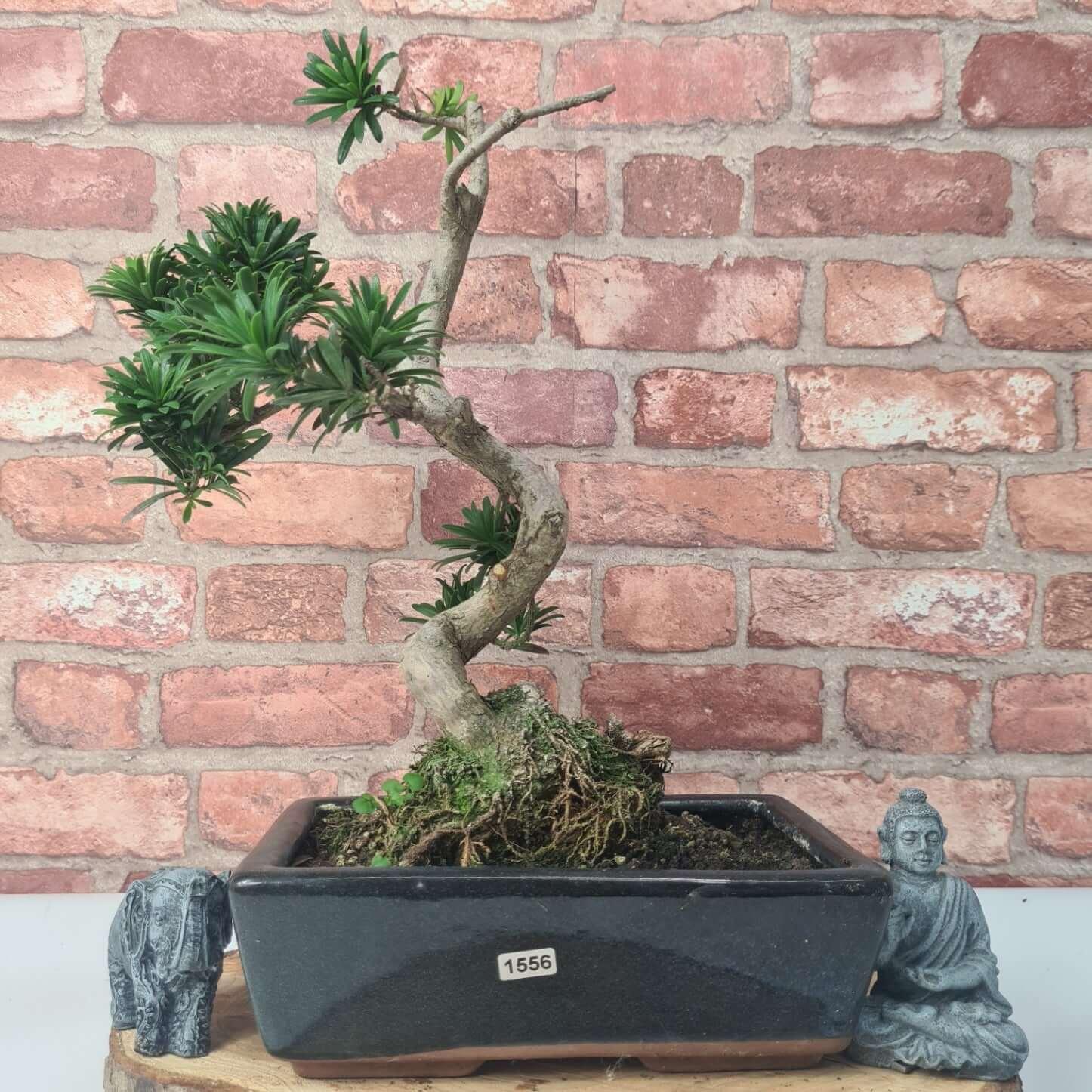 Buddhist Pine (Podocarpus Micro) Bonsai Tree | Shaped | In 30cm Pot  | S251974