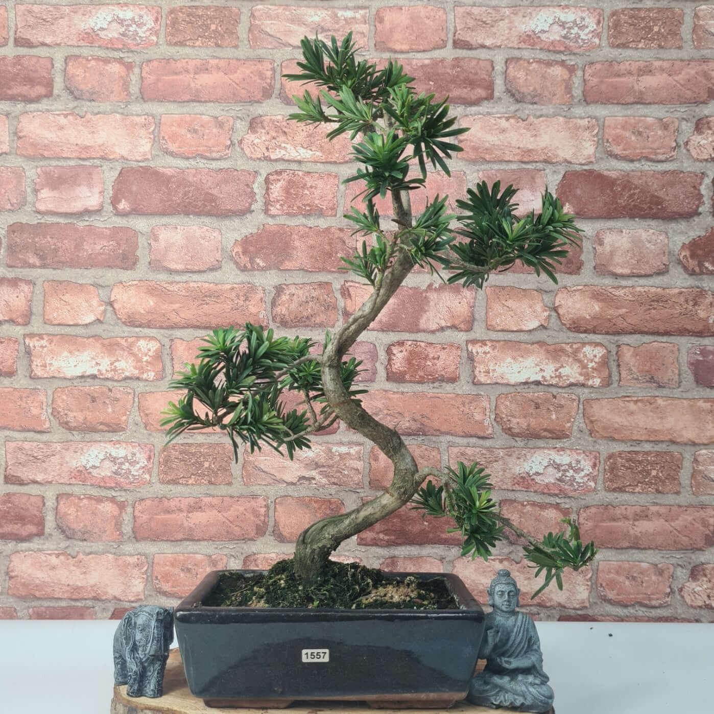 Buddhist Pine (Podocarpus Micro) Bonsai Tree | Shaped | In 30cm Pot  | S251974