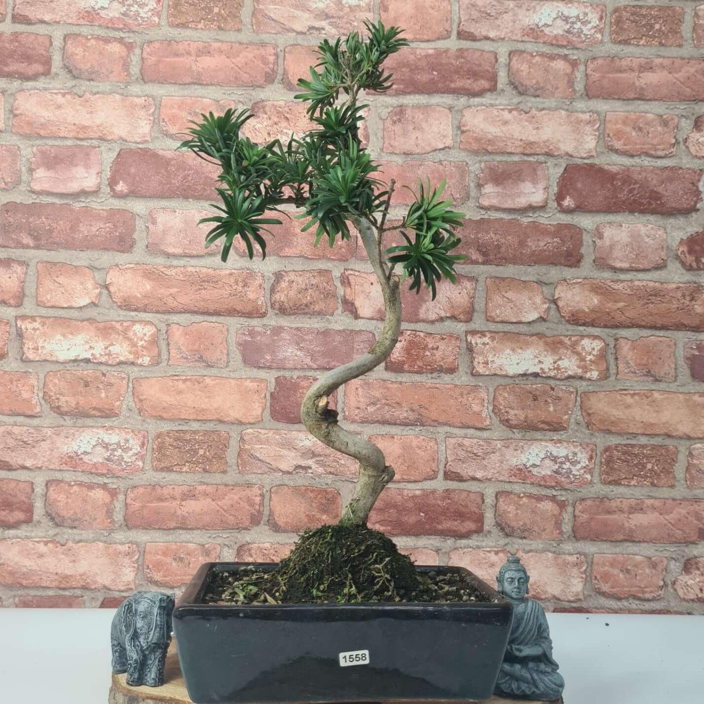 Buddhist Pine (Podocarpus Micro) Bonsai Tree | Shaped | In 30cm Pot  | S251974