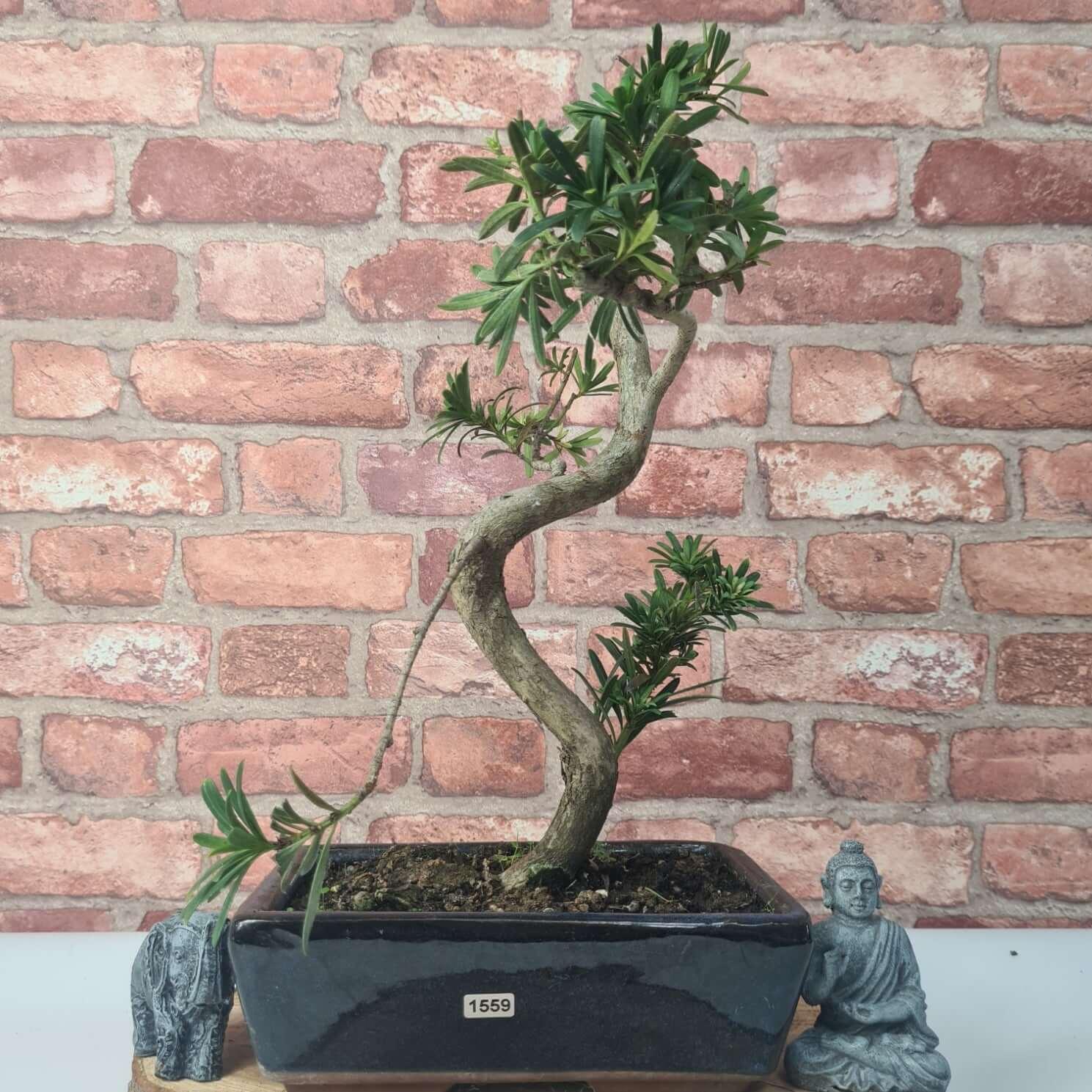 Buddhist Pine (Podocarpus Micro) Bonsai Tree | Shaped | In 30cm Pot  | S251974