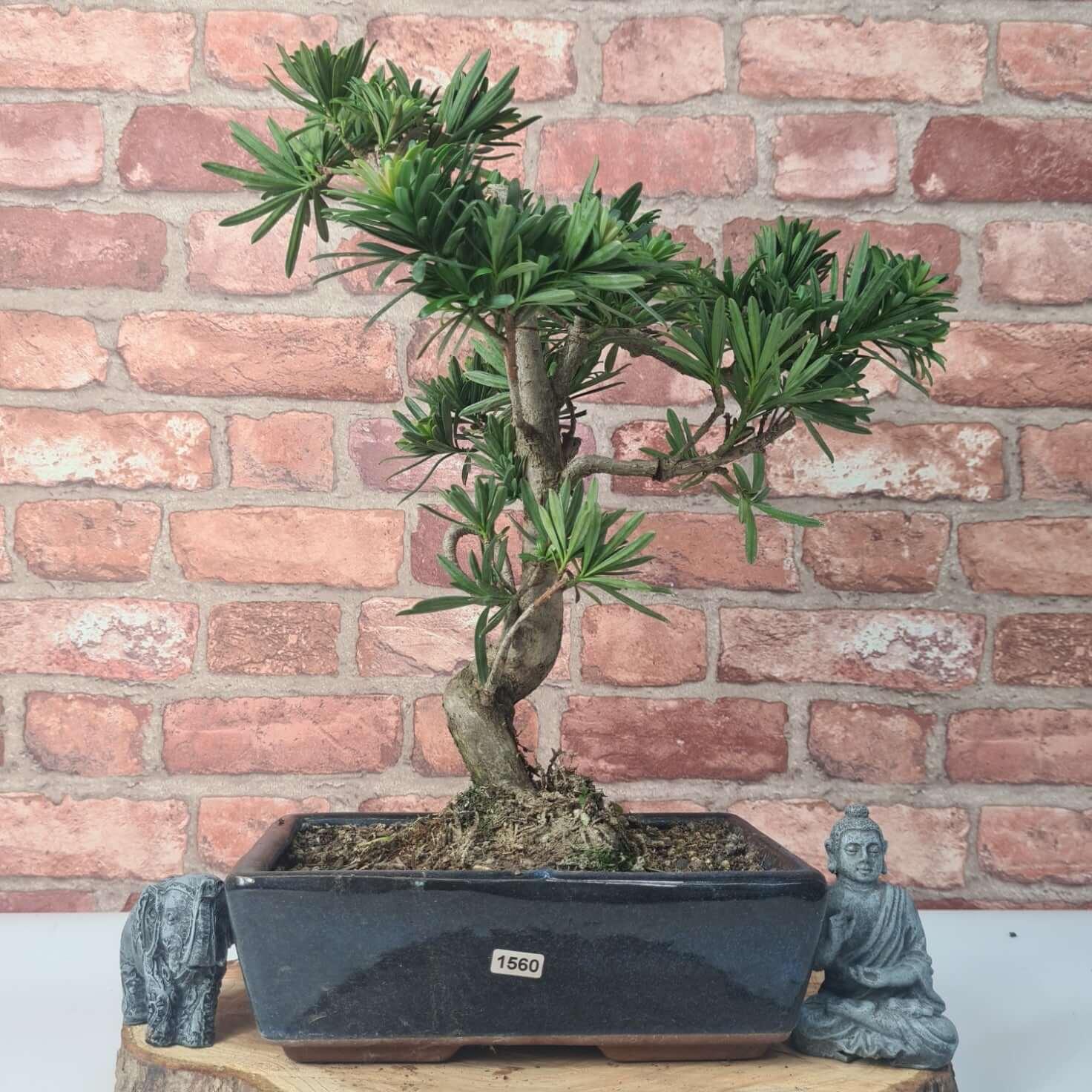 Buddhist Pine (Podocarpus Micro) Bonsai Tree | Shaped | In 25cm Pot  | S251973
