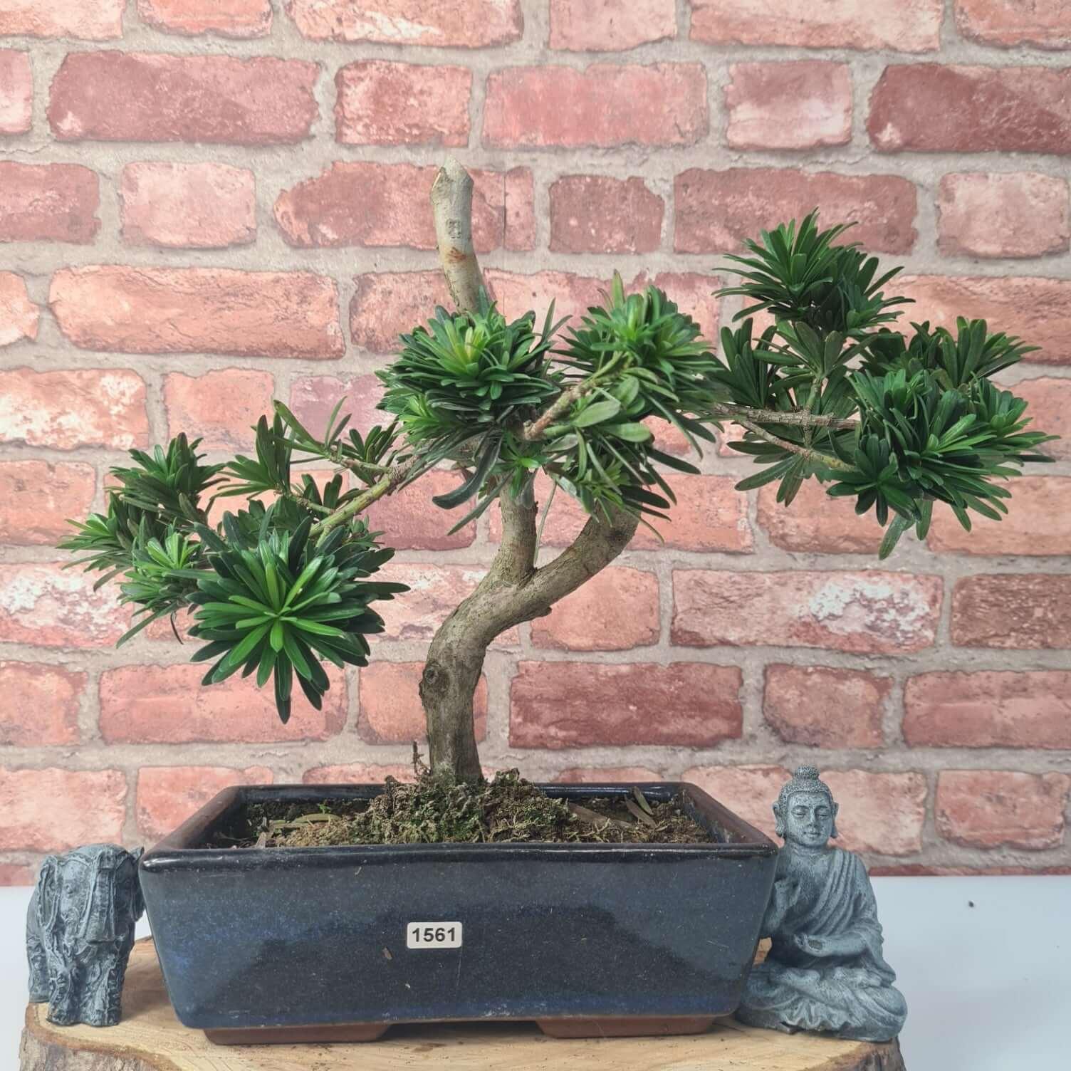 Buddhist Pine (Podocarpus Micro) Bonsai Tree | Shaped | In 25cm Pot  | S251973