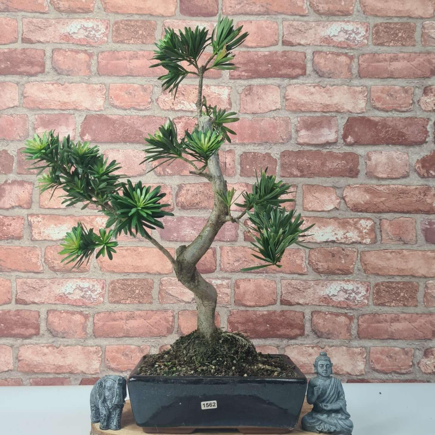 Buddhist Pine (Podocarpus Micro) Bonsai Tree | Shaped | In 30cm Pot  | S251974
