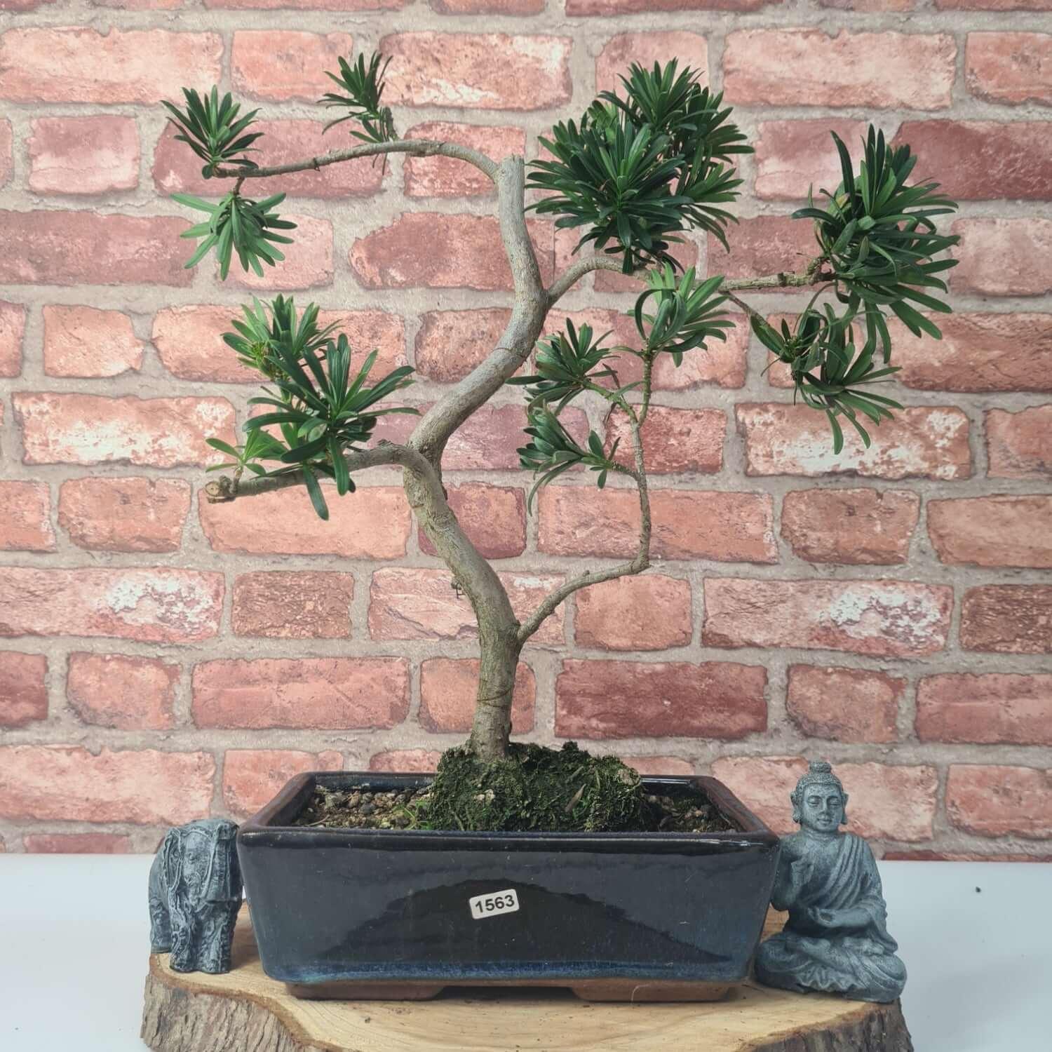 Buddhist Pine (Podocarpus Micro) Bonsai Tree | Shaped | In 30cm Pot  | S251974