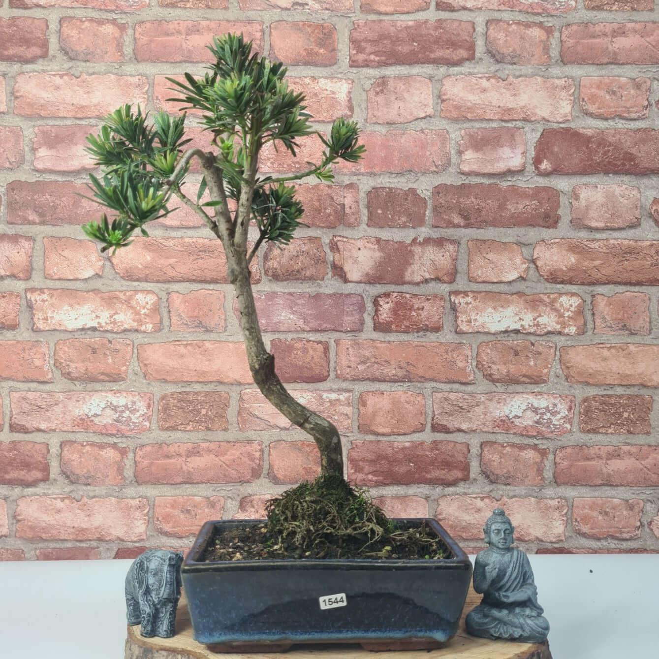 Buddhist Pine (Podocarpus Micro) Bonsai Tree | Shaped | In 30cm Pot  | S251974