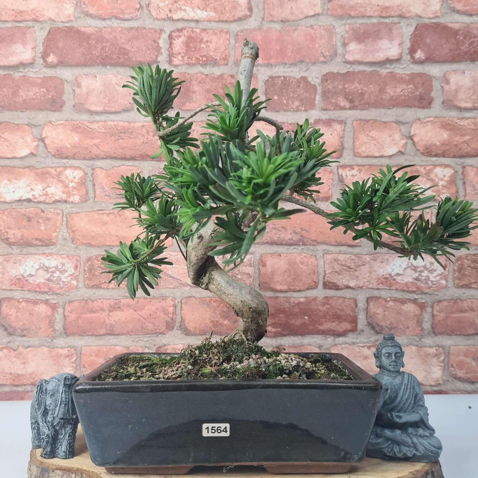 Buddhist Pine (Podocarpus Micro) Bonsai Tree | Shaped | In 25cm Pot  | S251973