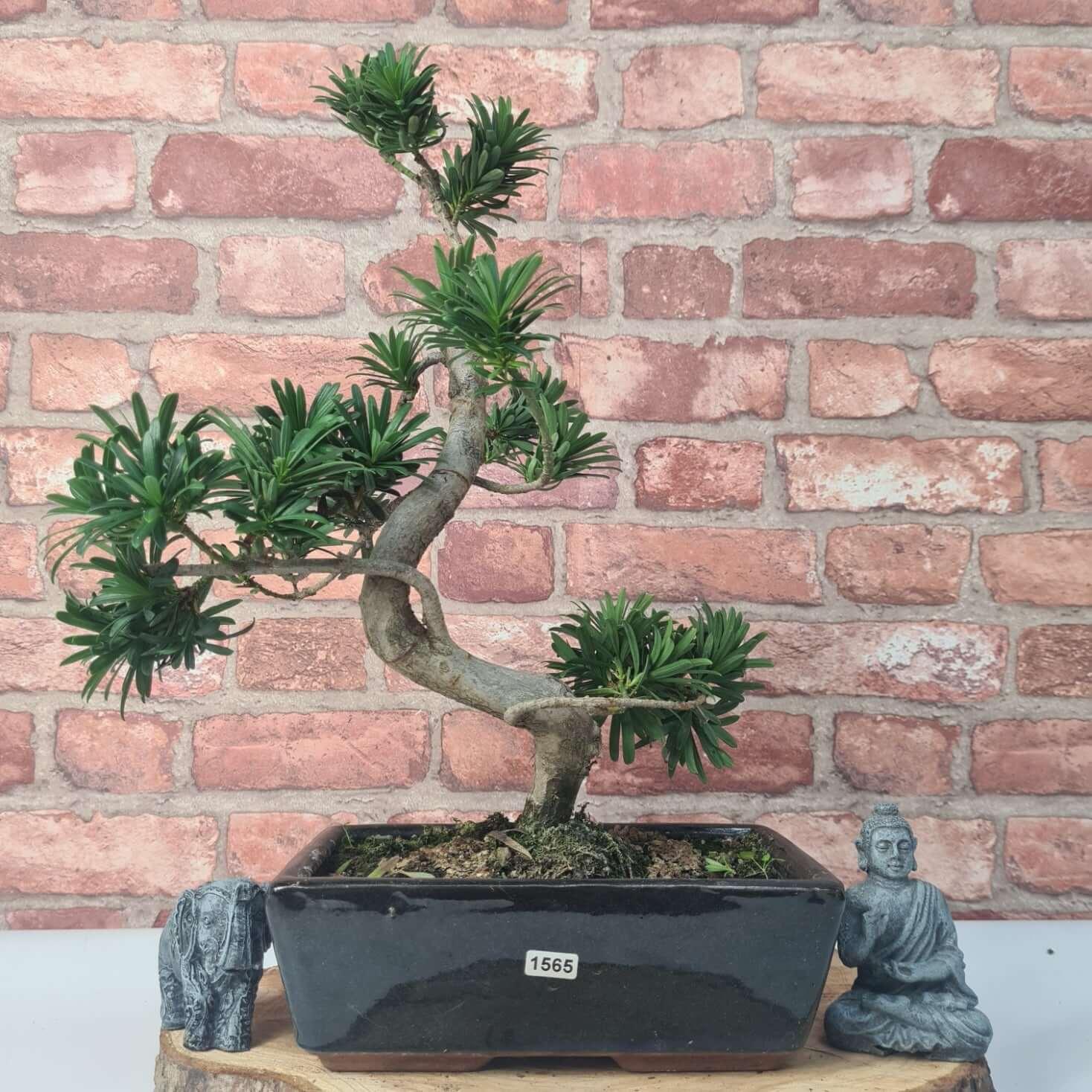 Buddhist Pine (Podocarpus Micro) Bonsai Tree | Shaped | In 25cm Pot  | S251973