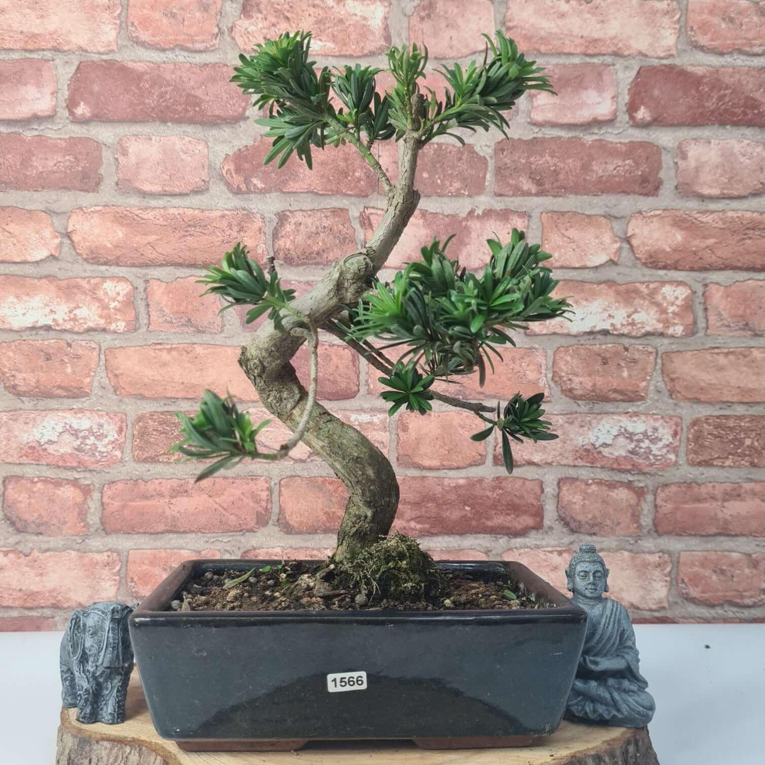 Buddhist Pine (Podocarpus Micro) Bonsai Tree | Shaped | In 30cm Pot  | S251974