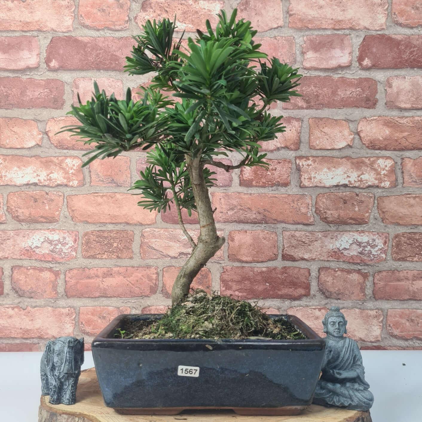 Buddhist Pine (Podocarpus Micro) Bonsai Tree | Shaped | In 25cm Pot  | S251973