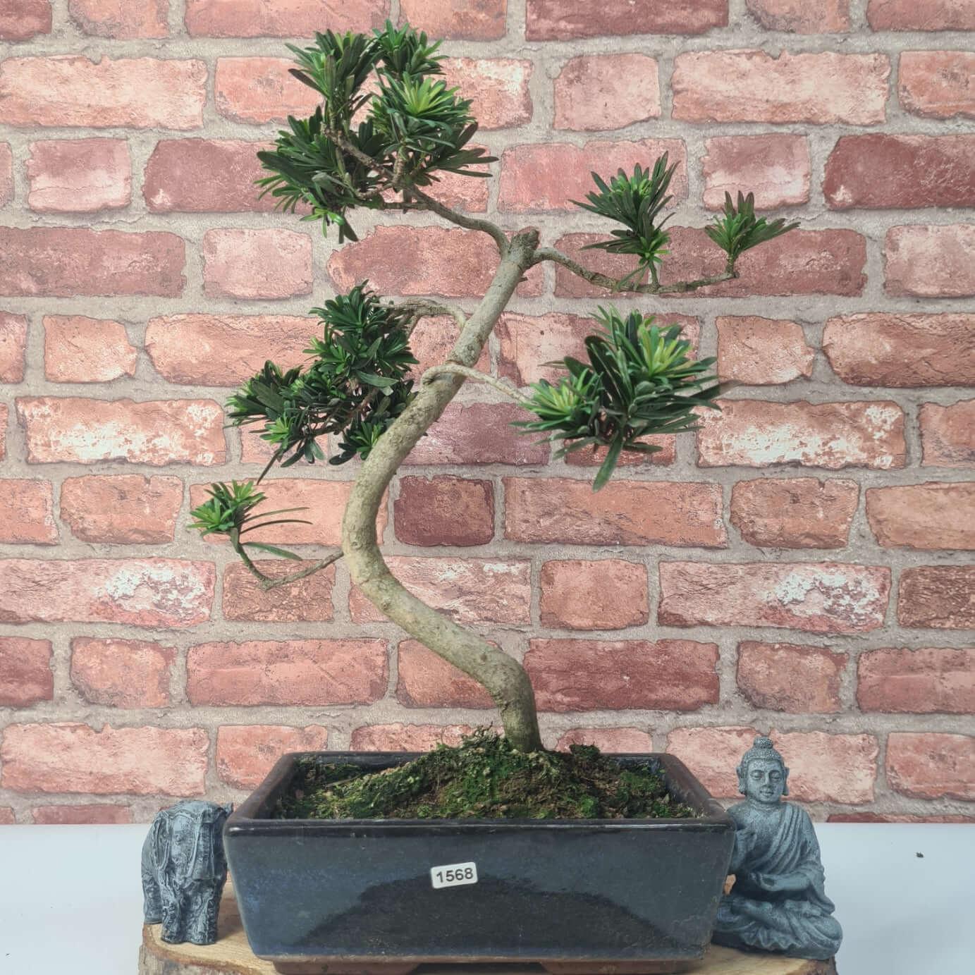 Buddhist Pine (Podocarpus Micro) Bonsai Tree | Shaped | In 25cm Pot  | S251973
