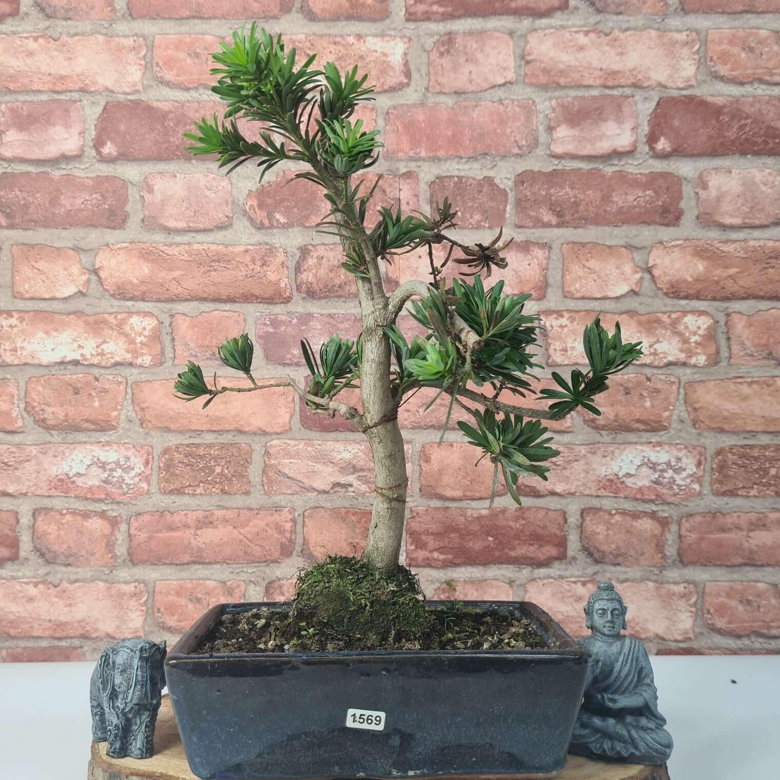 Buddhist Pine (Podocarpus Micro) Bonsai Tree | Shaped | In 30cm Pot  | S251974